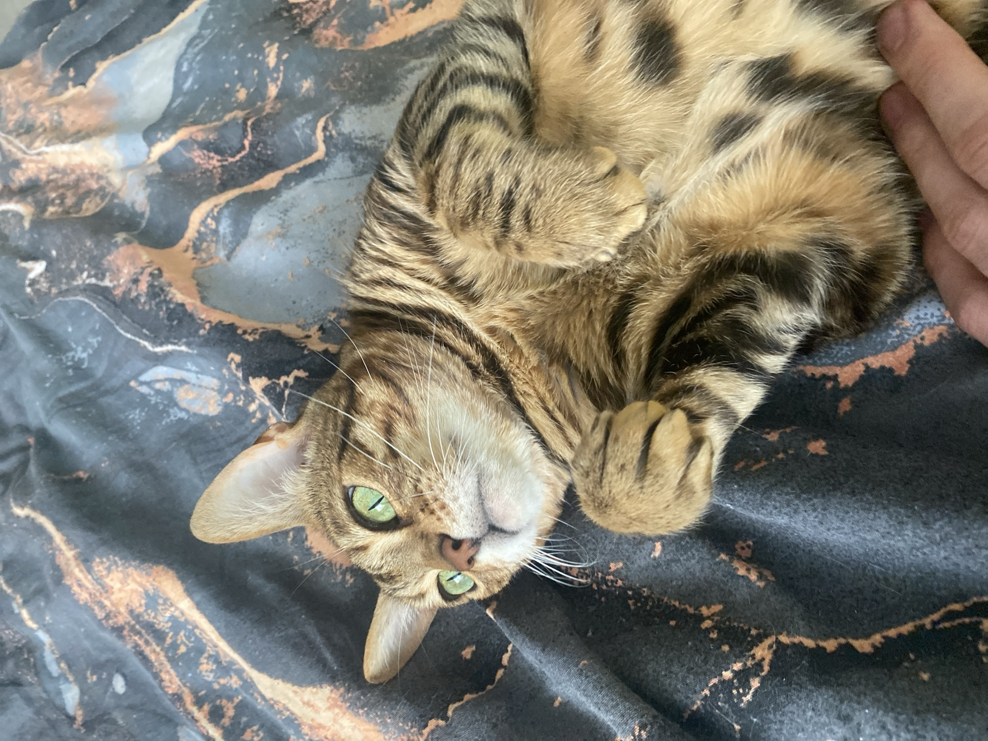 Cat owner documents playful moments with tabby in Chaikovsky