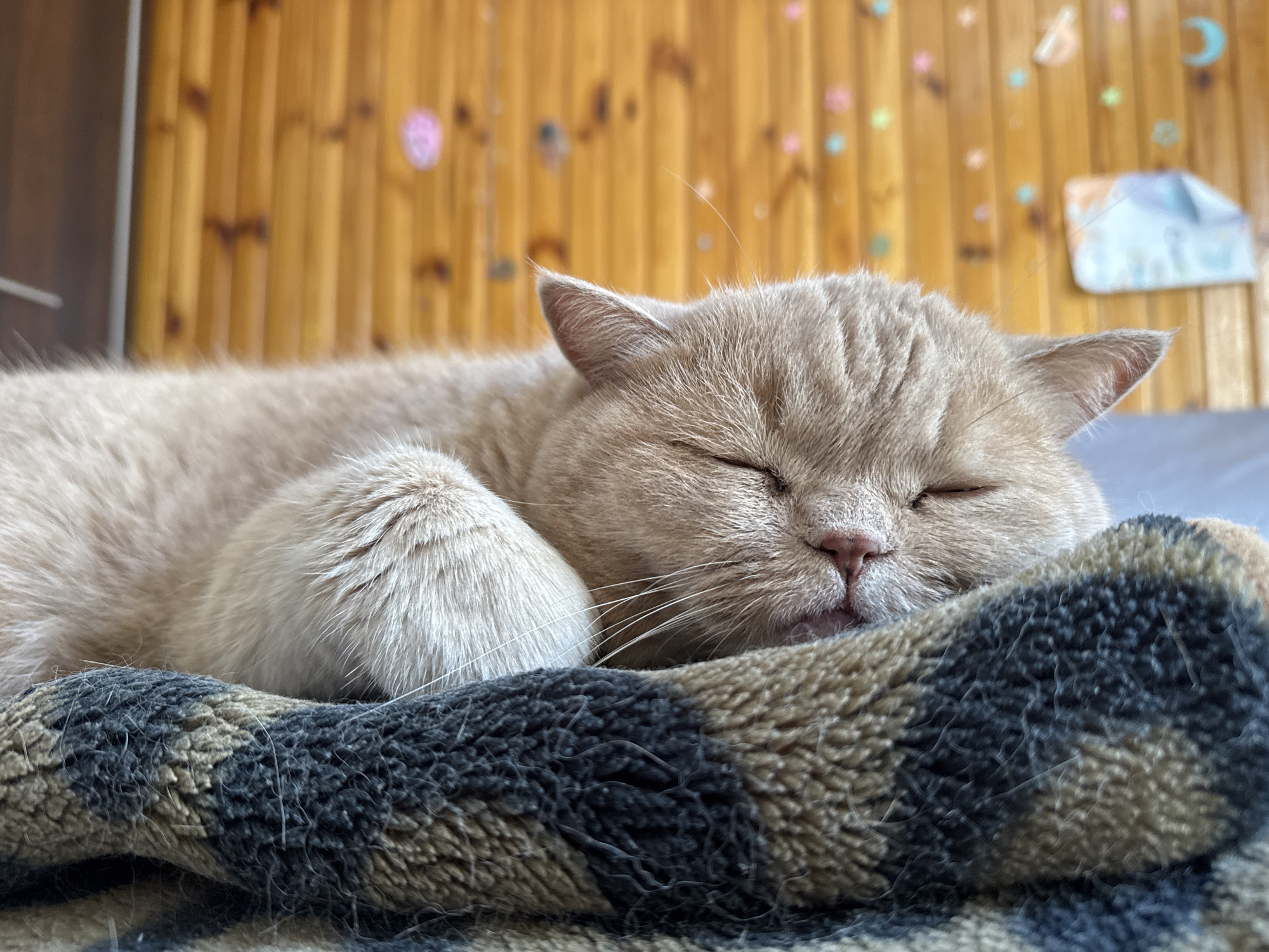 Lazy morning with cats and a couple of casual portraits