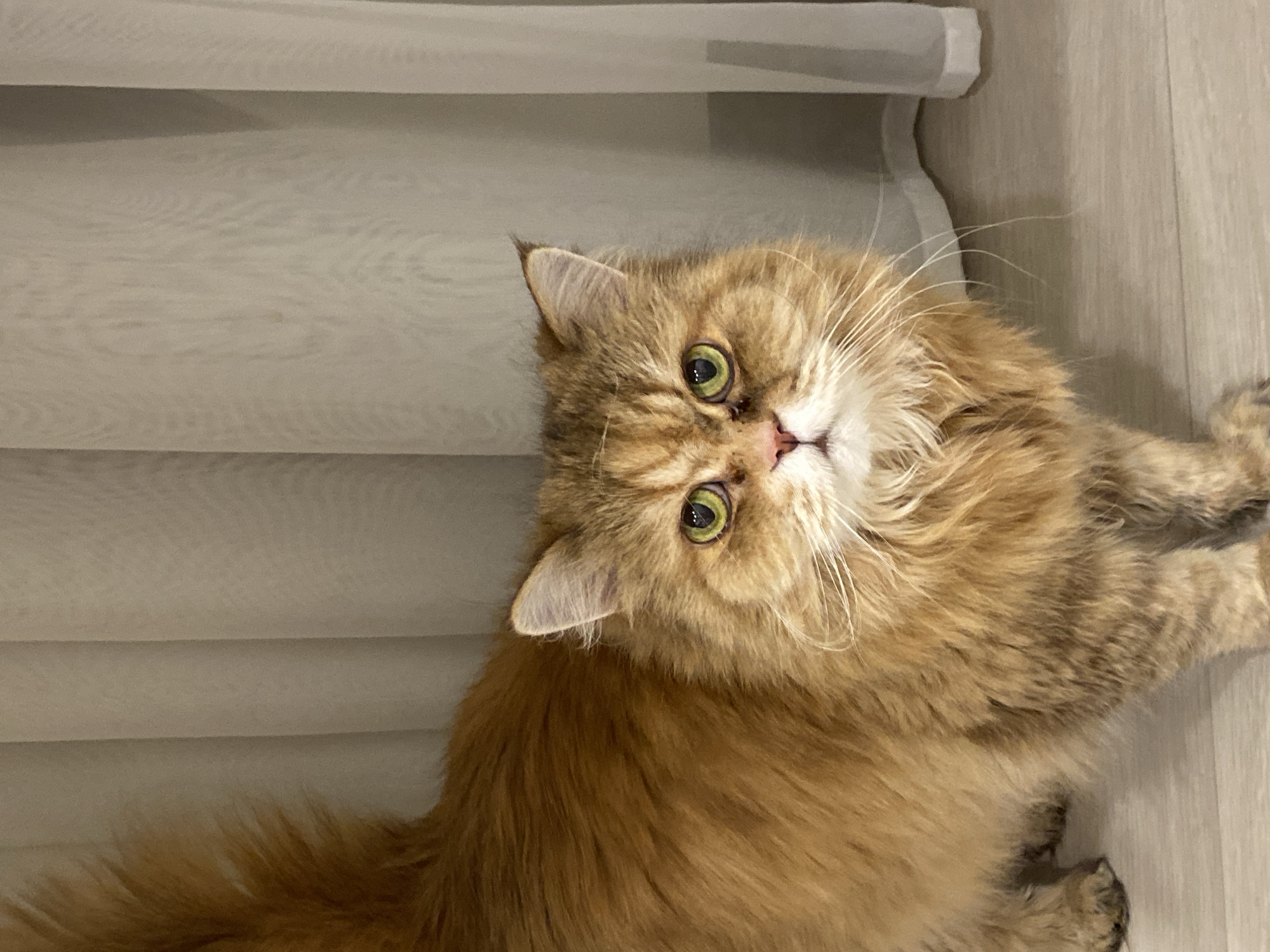 Quiet indoor moments with pets, tattoos, phone time in Kazan