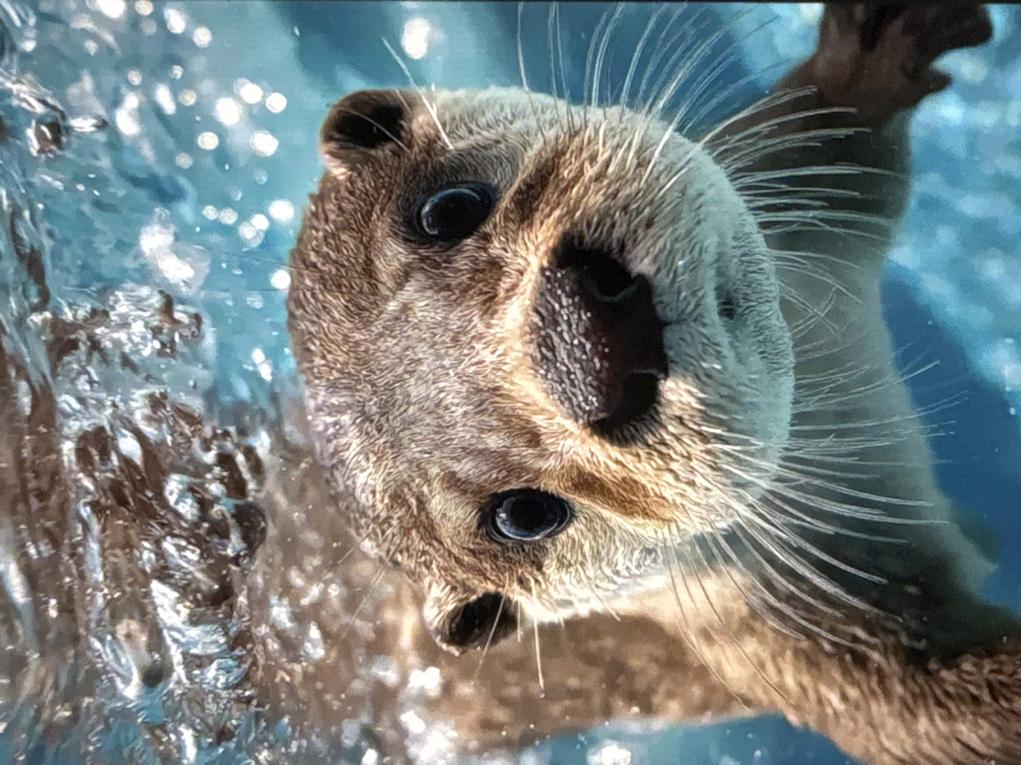 Wildlife and nature scenes collection from June 15th