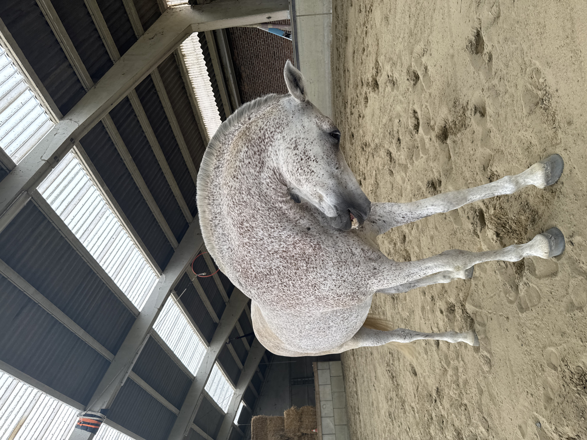 Dappled grey horse in a Belgian equestrian arena, rolling and trotting