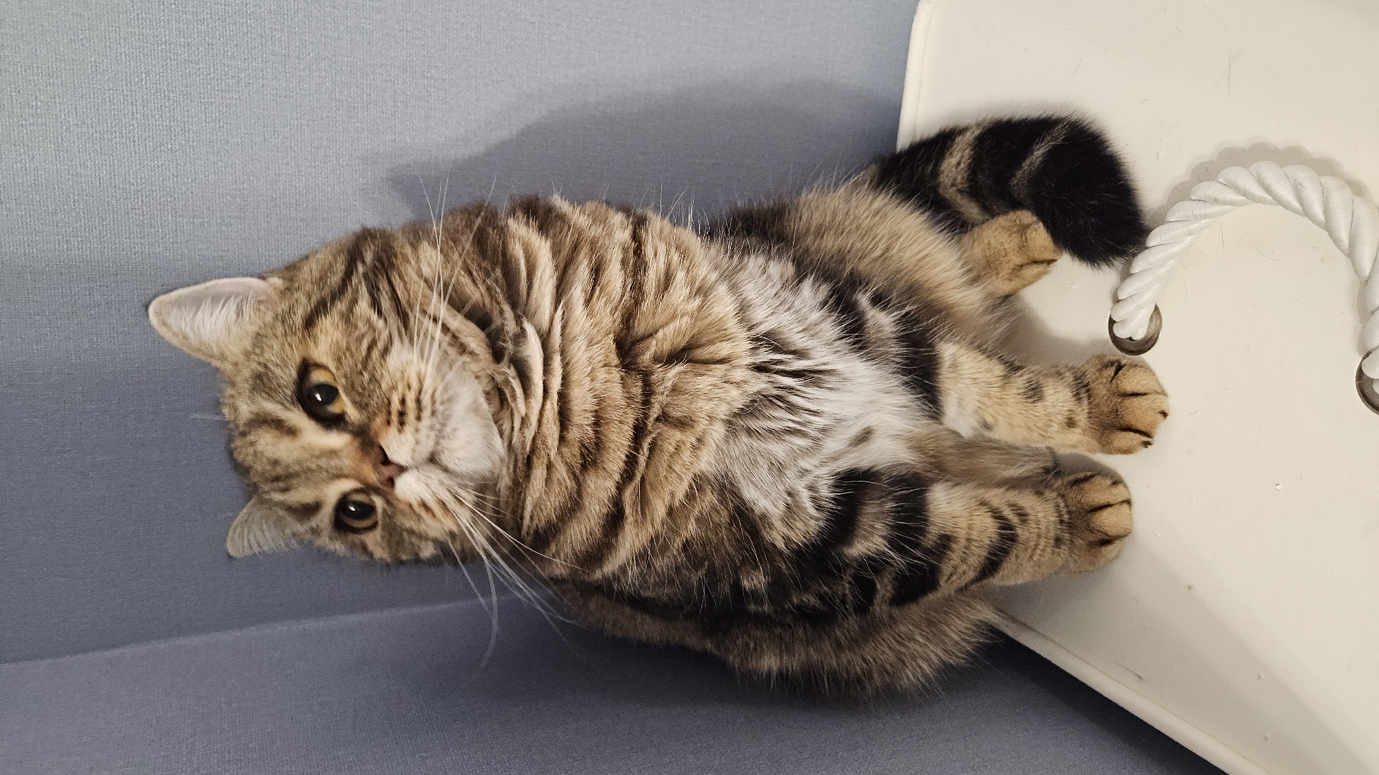 Tabby cat observed in domestic spaces, Yerzovka, Russia