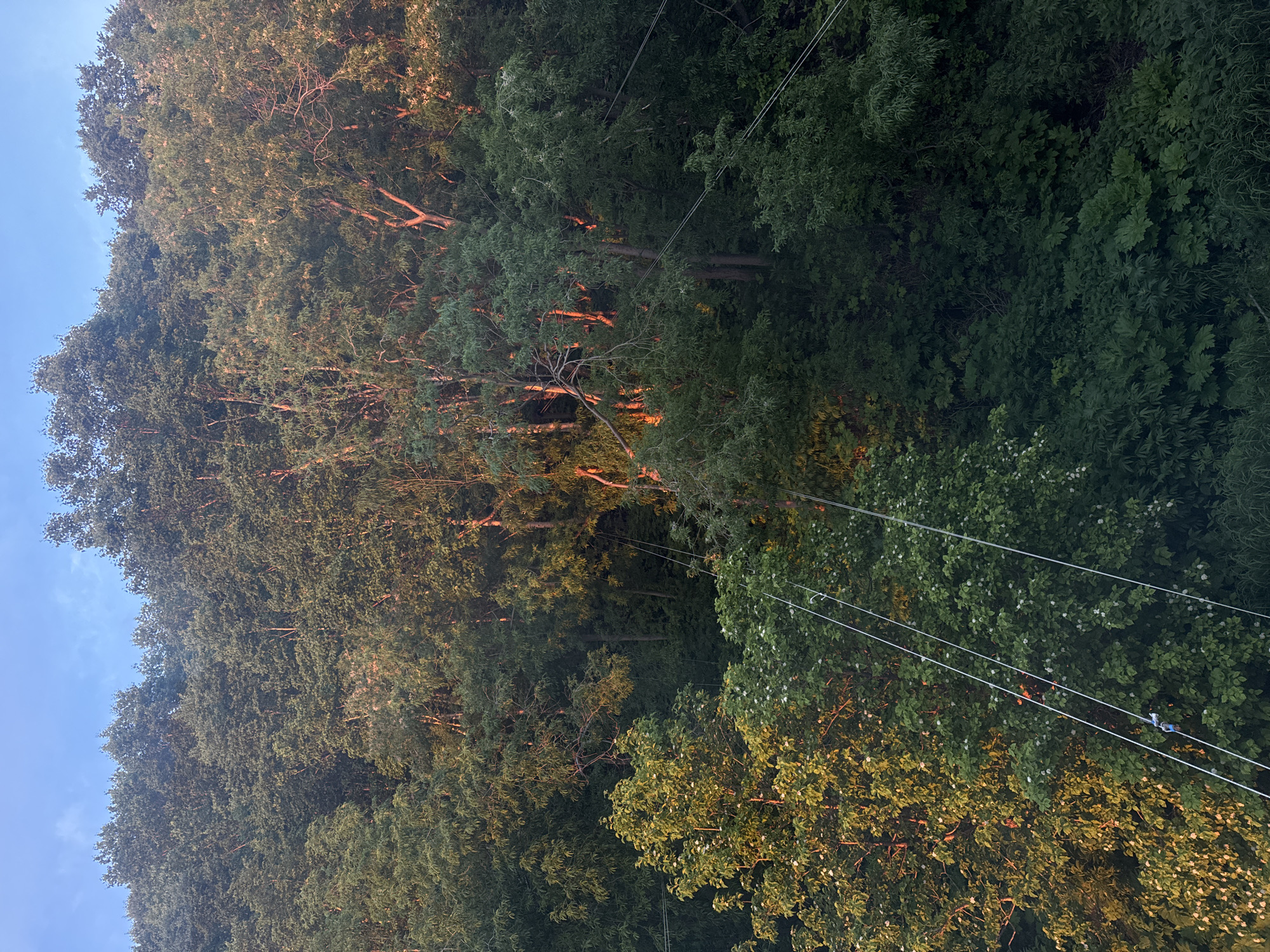 Golden light breaks through a dense forest at day's edge