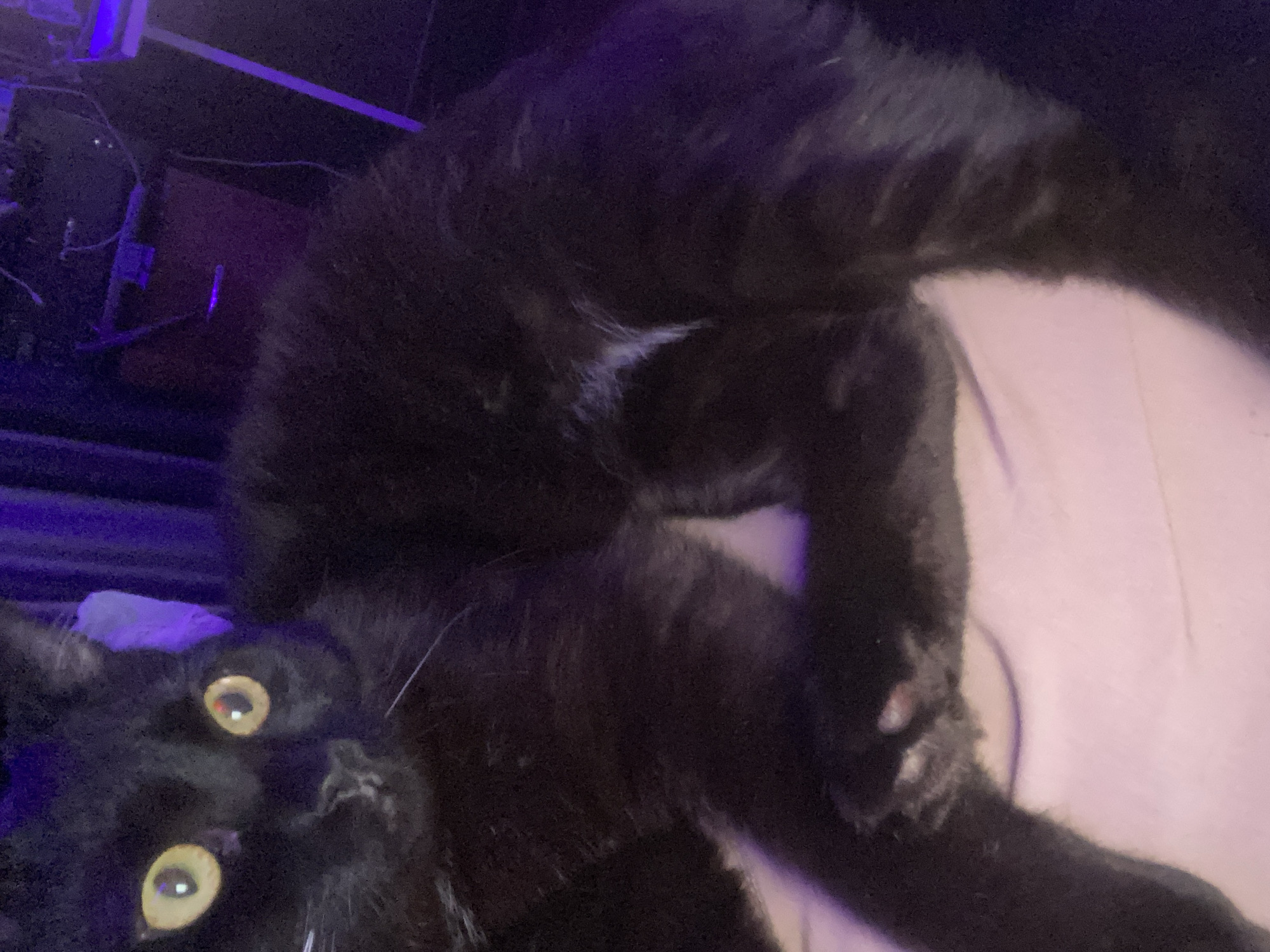 Cat naps and Sims gaming captured in Izhevsk apartment