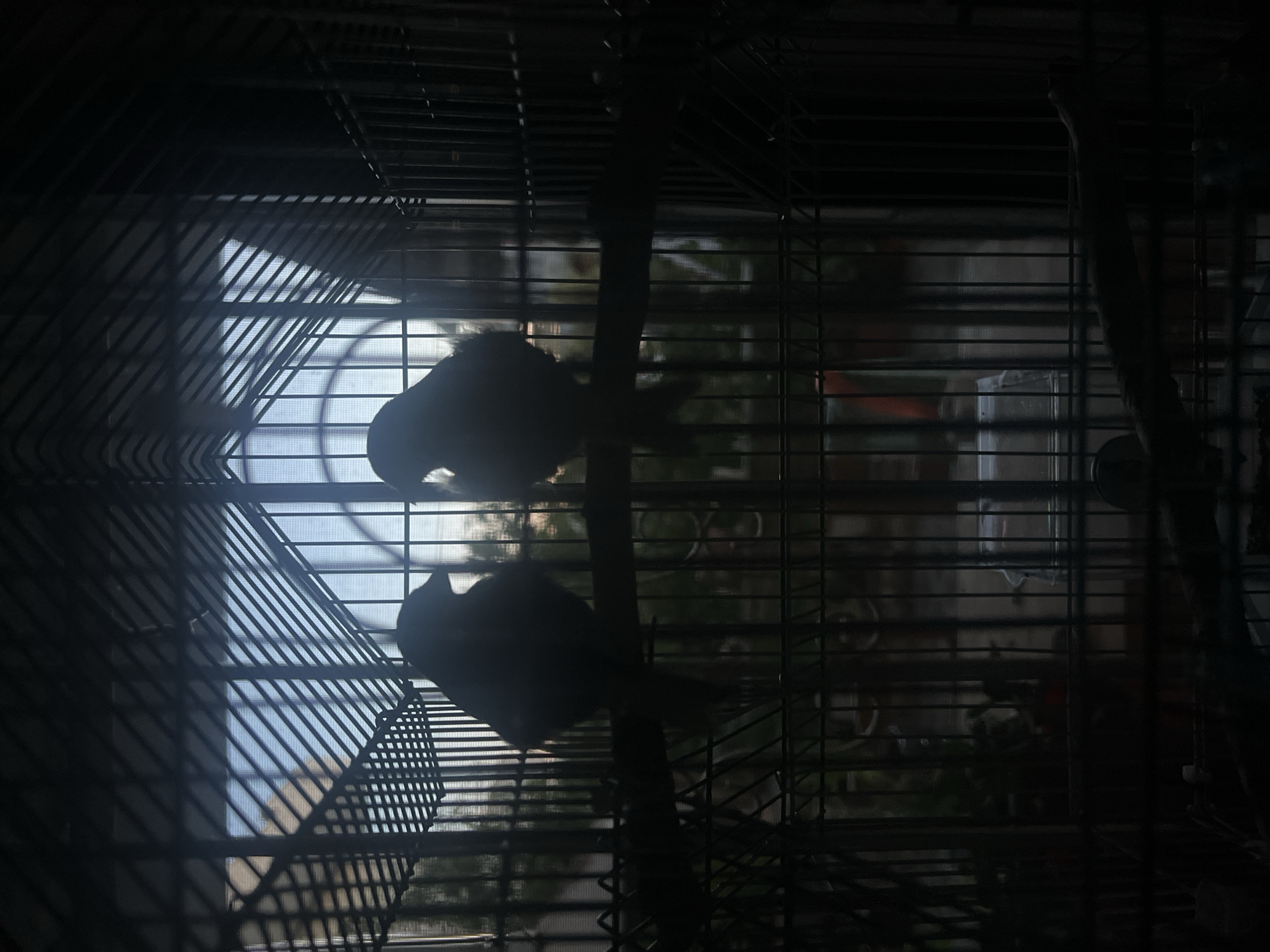Two caged birds silhouetted against a gridded window in Durrës
