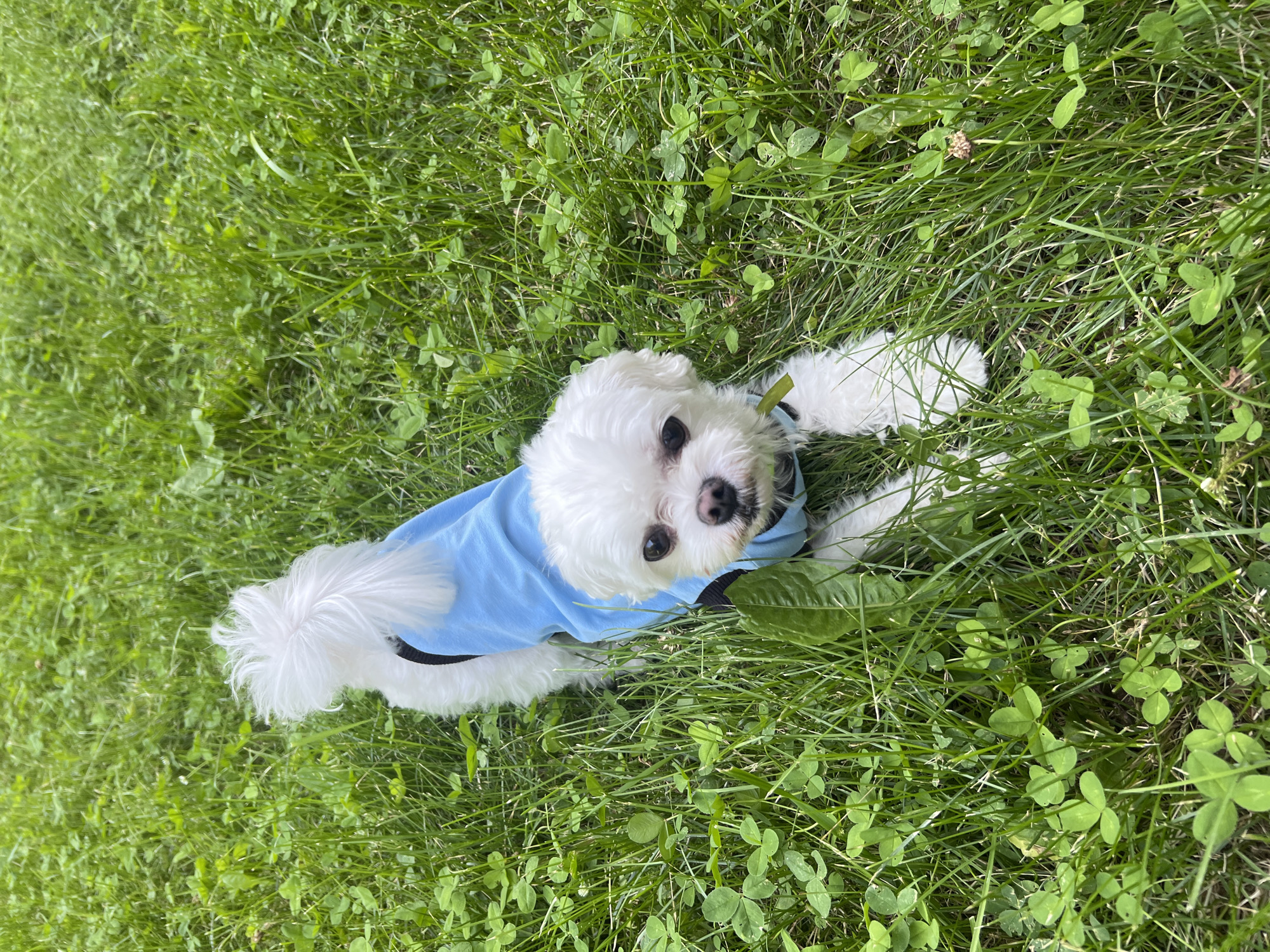 White dog explores a tidy park garden on a summer morning