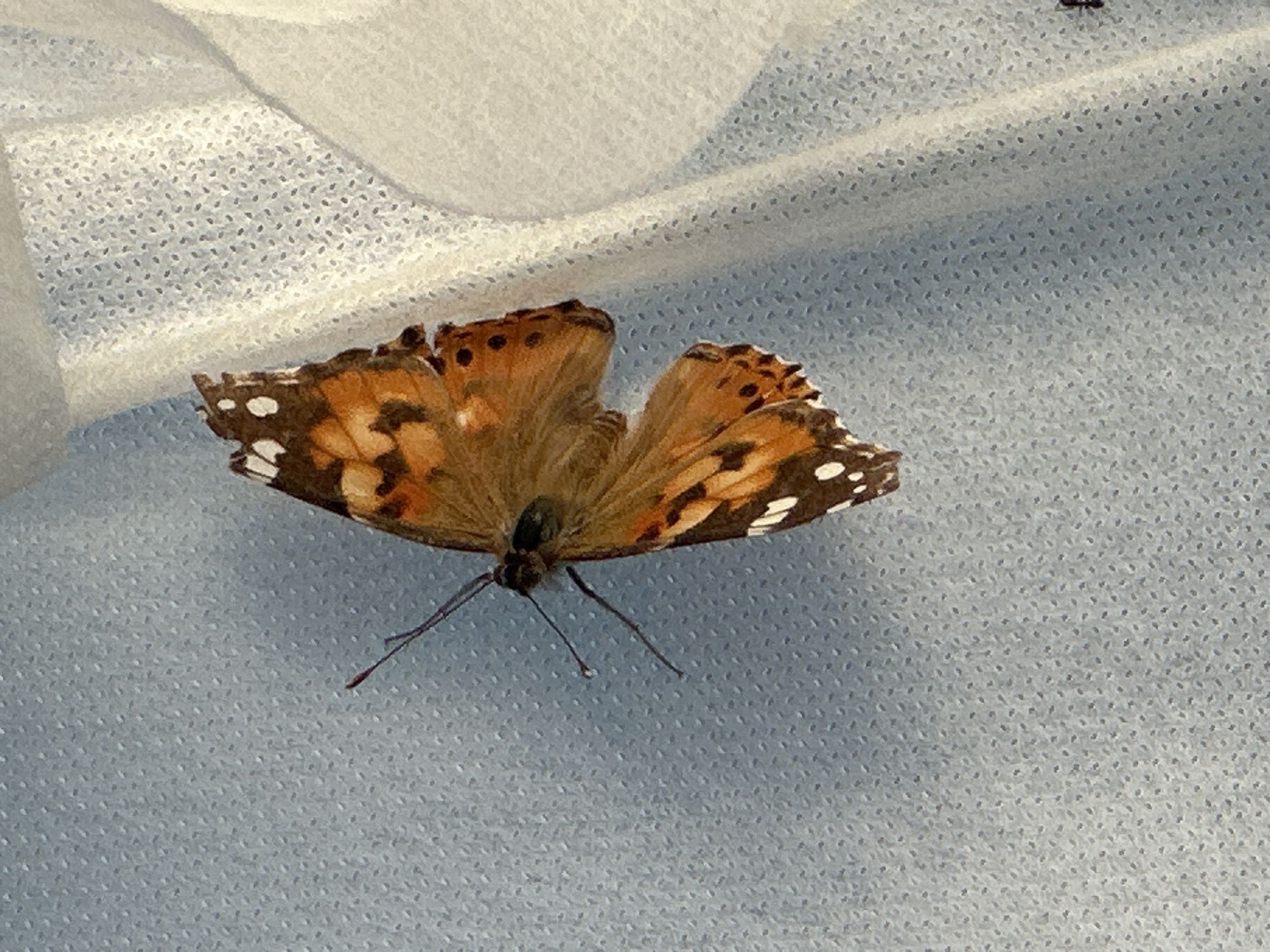 Children, pets, butterfly observed during afternoon in Kharnavy, Russia