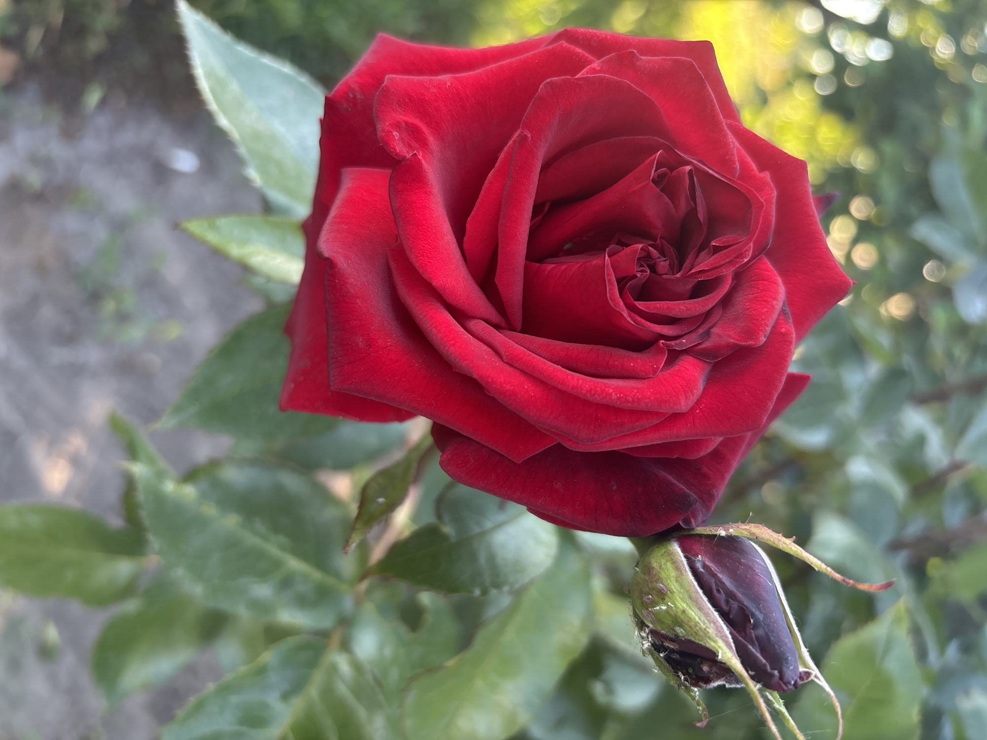 Witness documents roses, flowers, Orthodox church architecture in single session