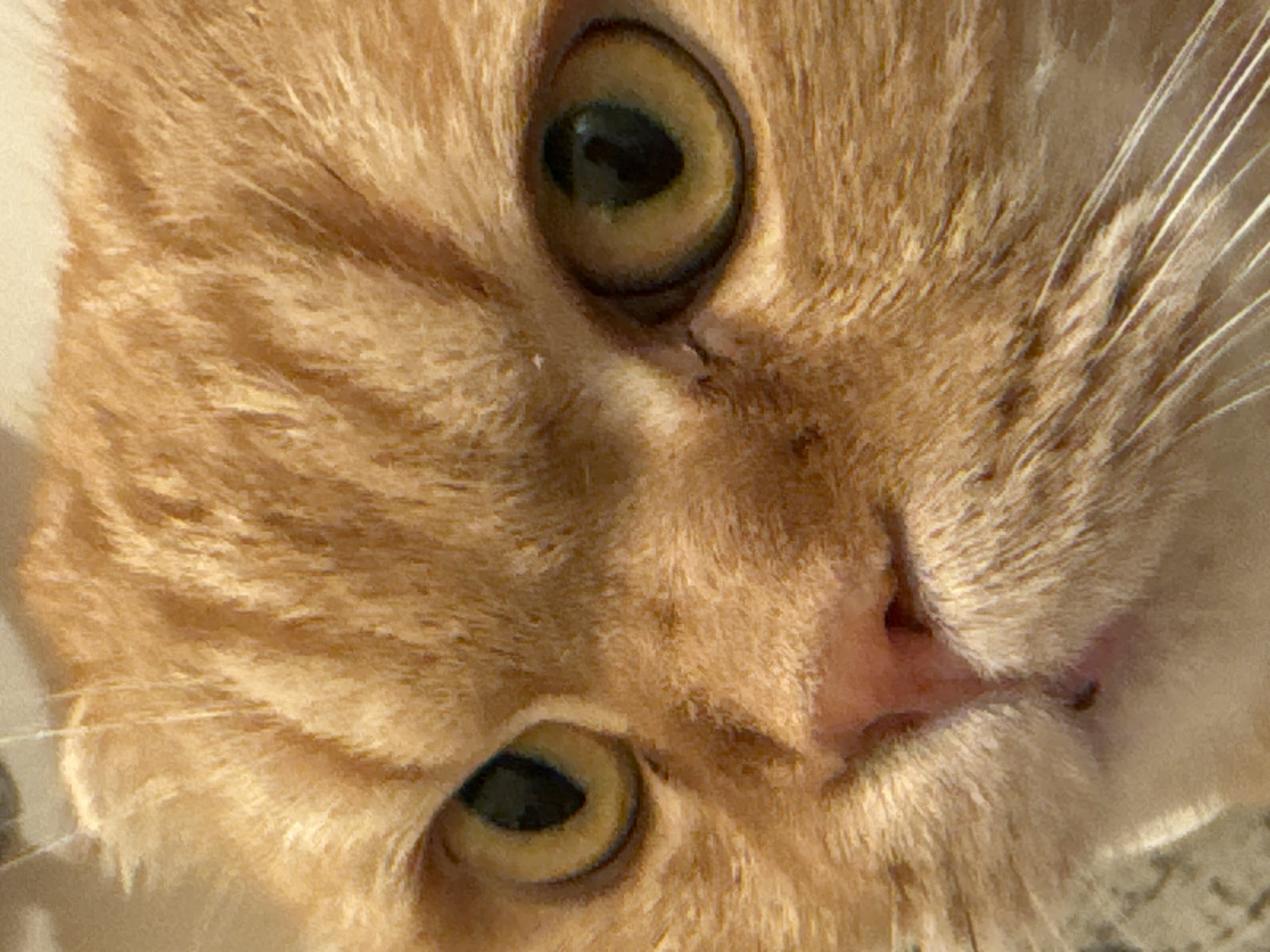 Scottish Fold tabby up close in Новинки, Russia