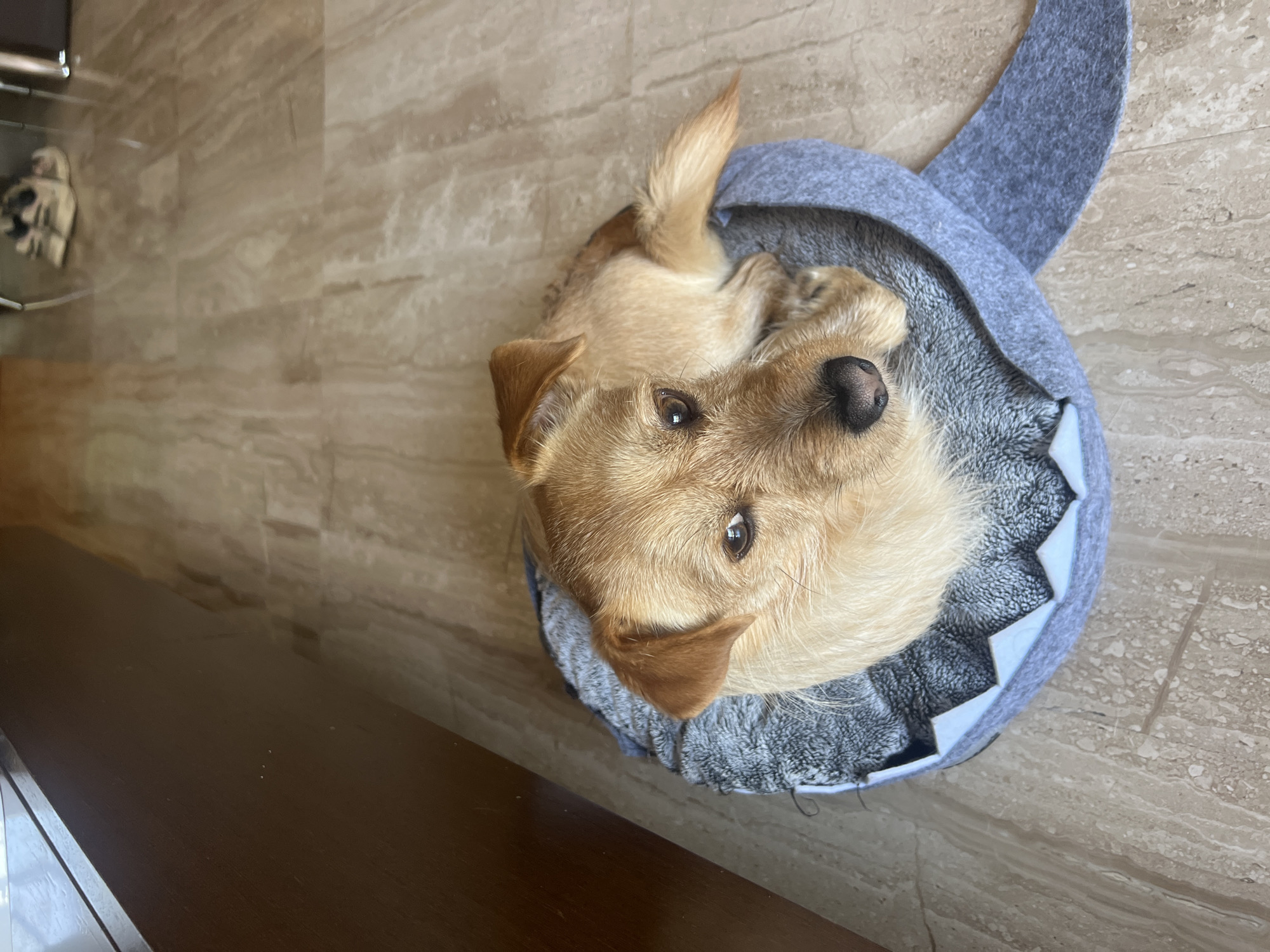 Pets relax indoors during quiet afternoon in Salou