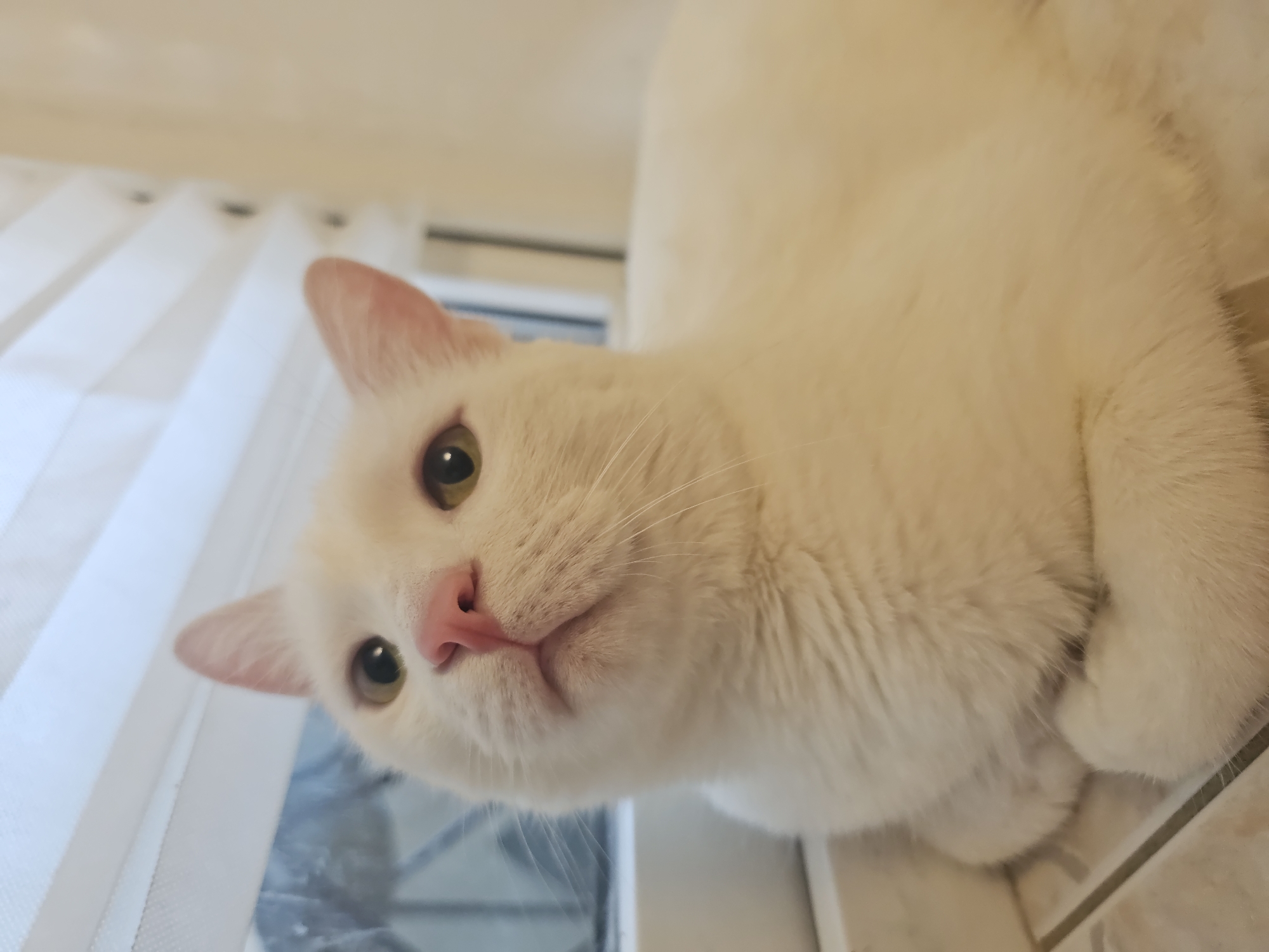 White cat holds court in a Novorossiysk apartment
