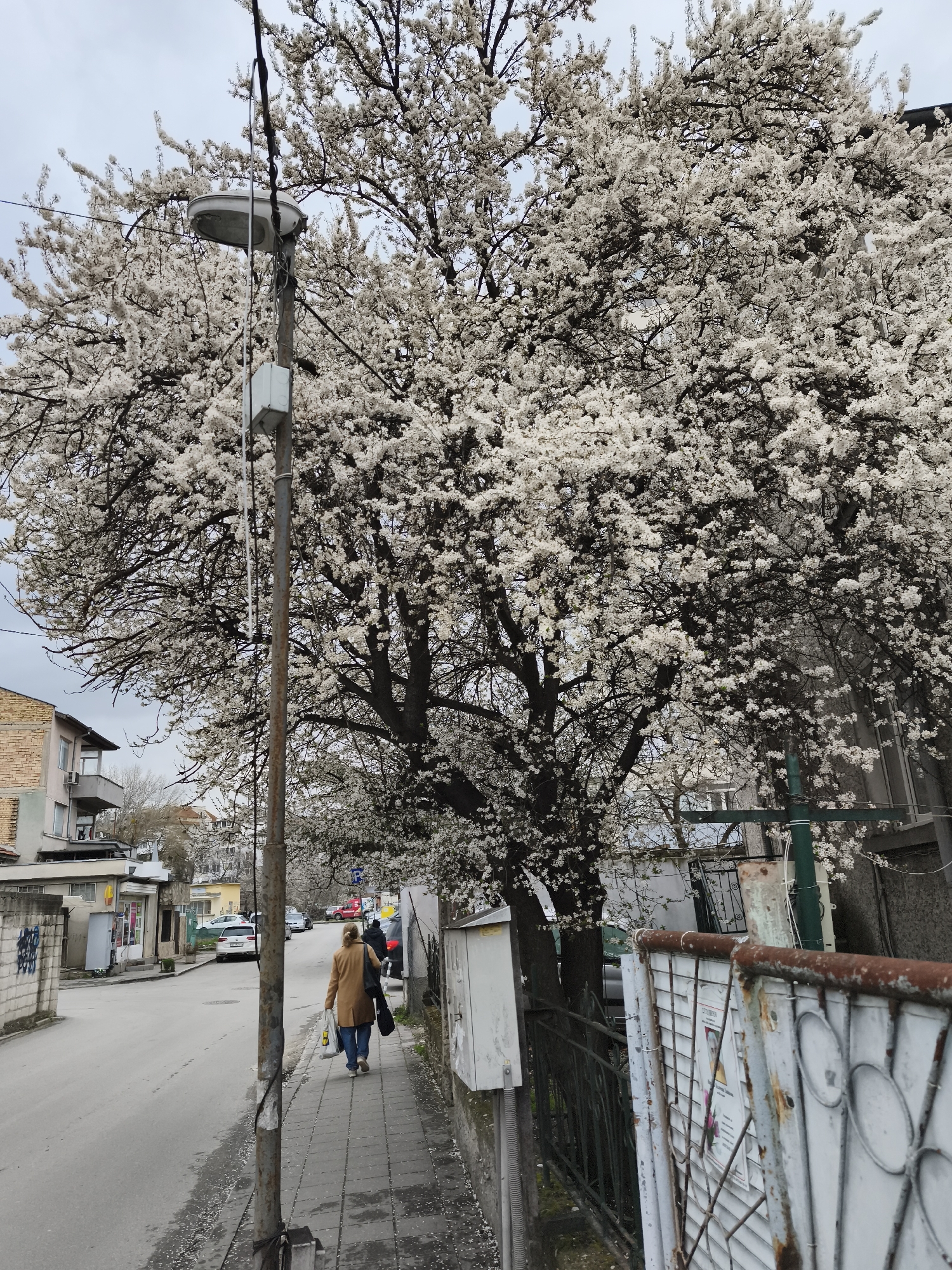 Spring blossoms brighten overcast street scene in Varna, Bulgaria