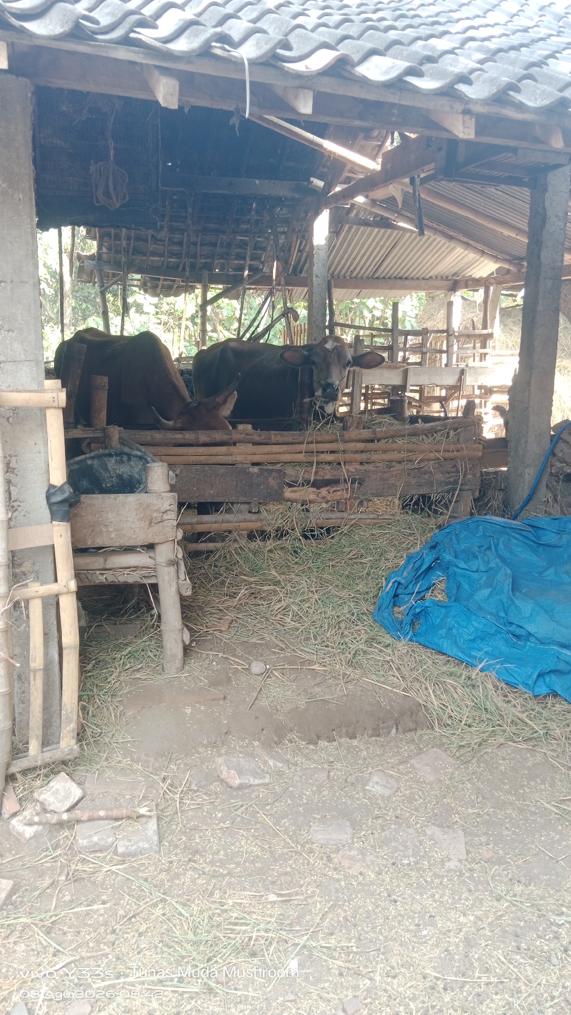 Everyday rural life at a small livestock farm in Soco, Indonesia
