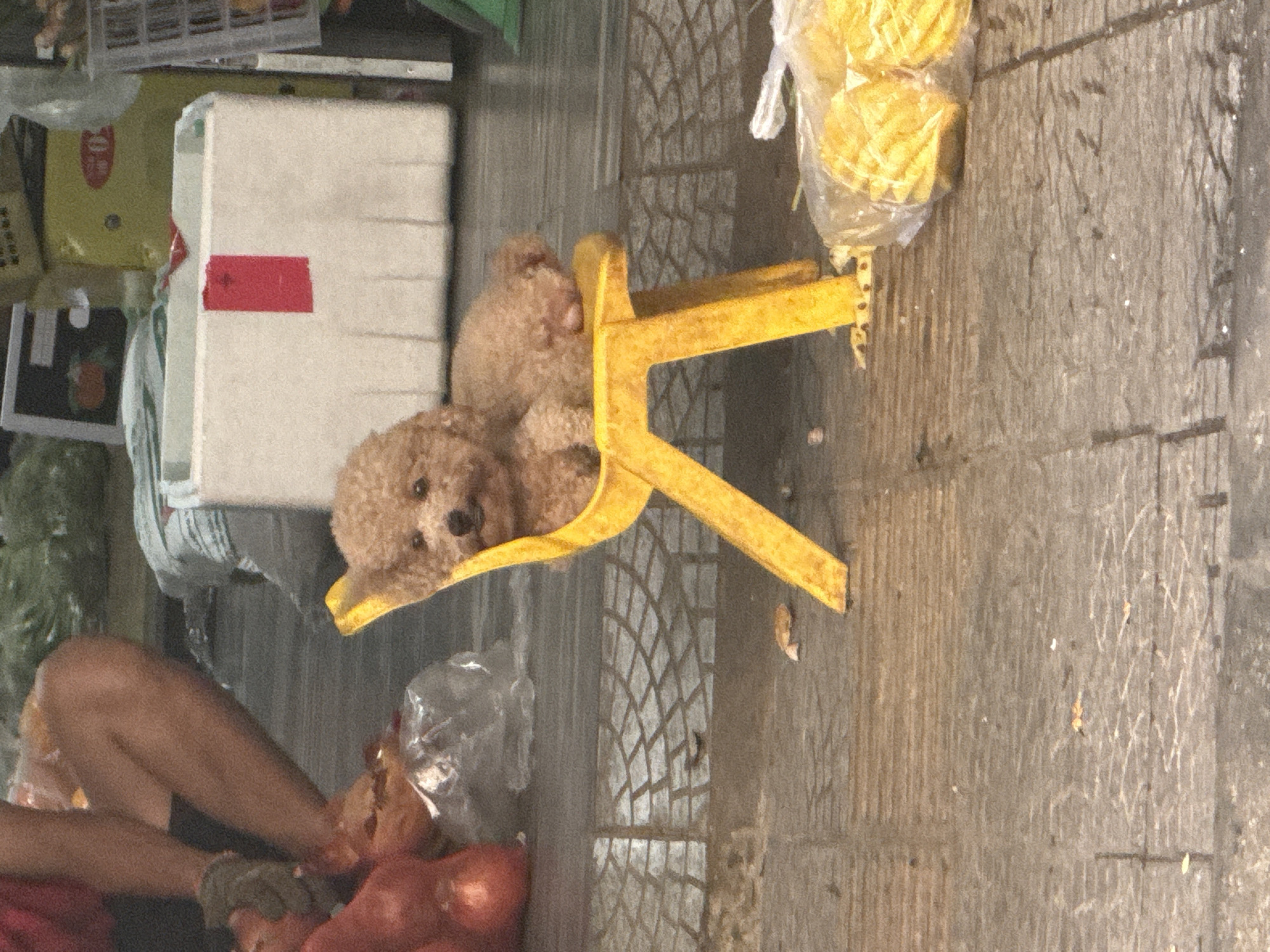 Poodle sits in tiny yellow chair on Đà Nẵng sidewalk