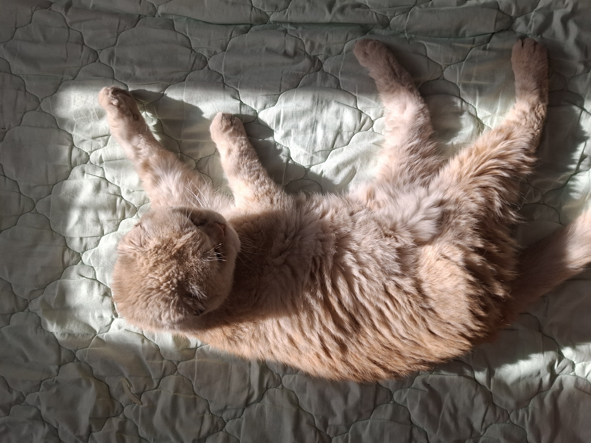 Cats and cat paintings observed in Russian home