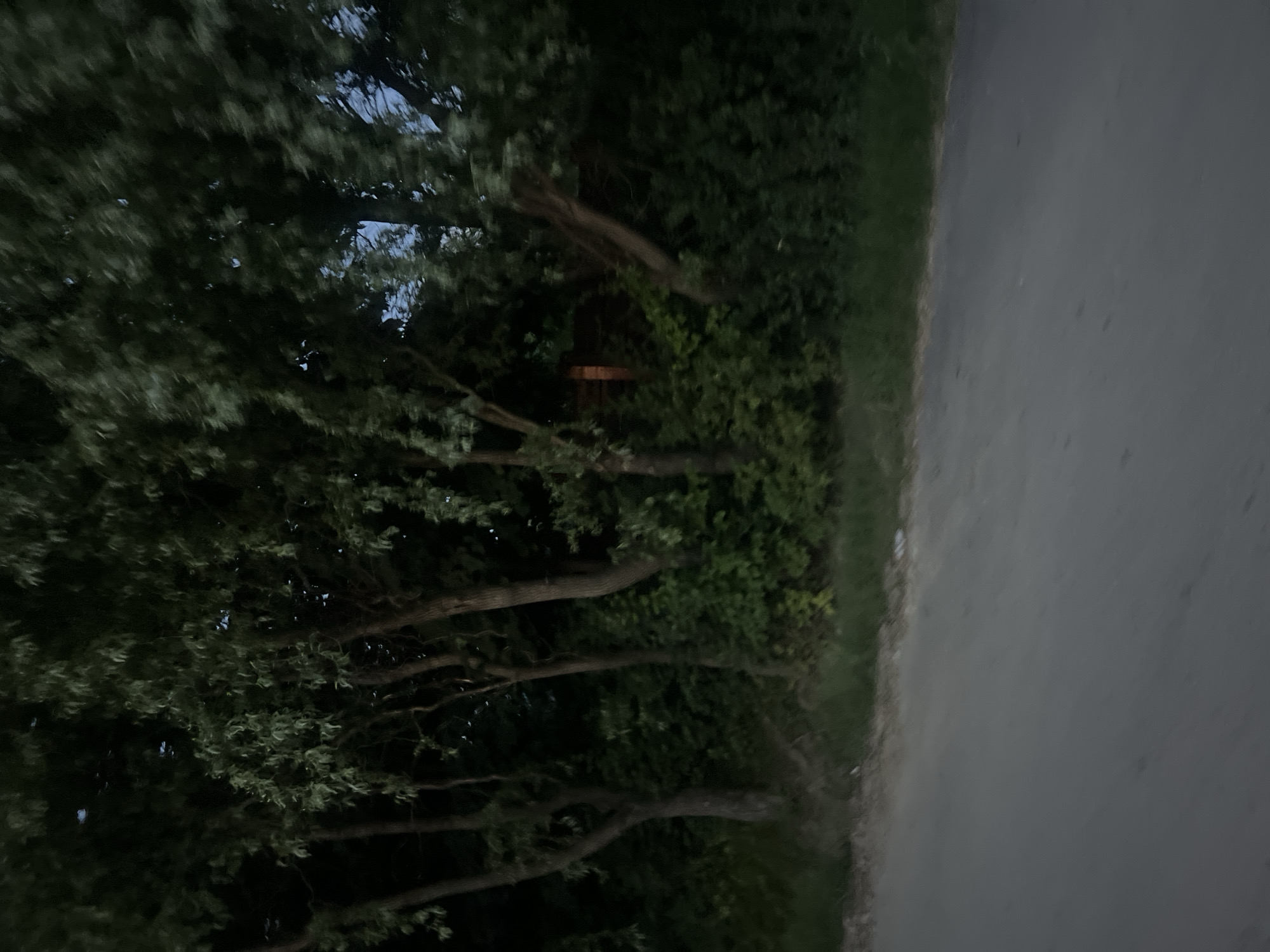 Evening stroll through Bârnova with cats, roads, and wildflowers