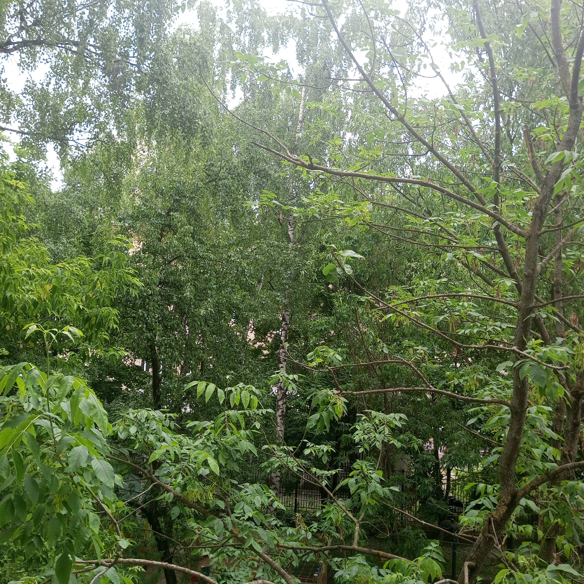 Ordinary Moscow moments: trees, deodorant, pathways captured in minute