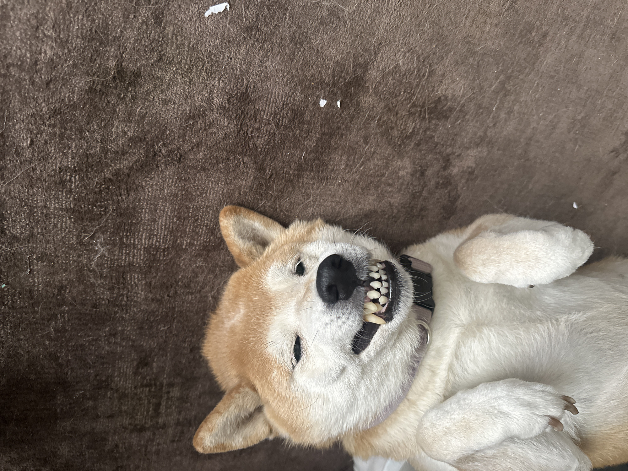 Mexico City resident captures quiet domestic moments with dog, laptop