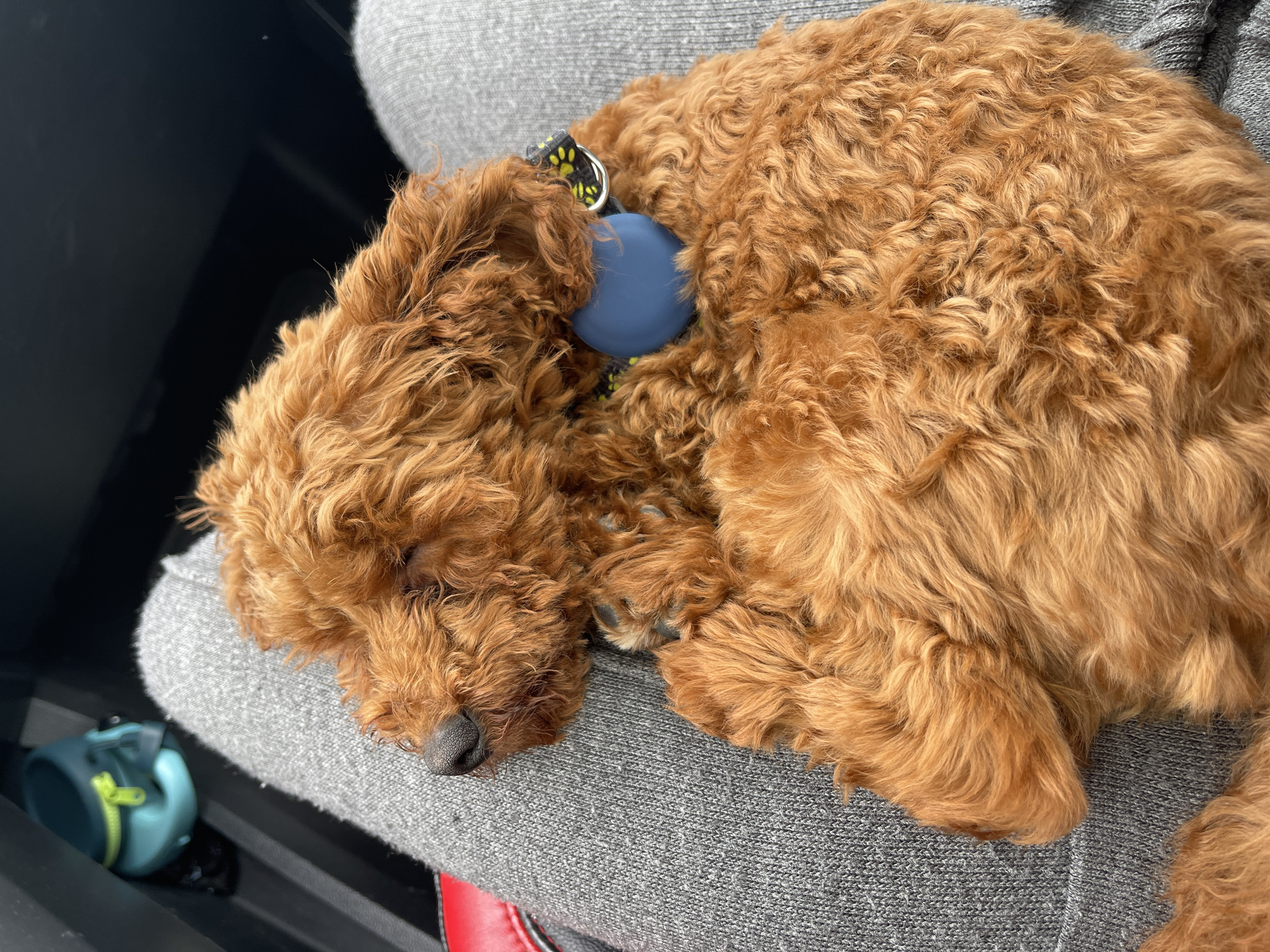 Goldendoodle puppy sleeps peacefully on owner's lap in Bulgaria