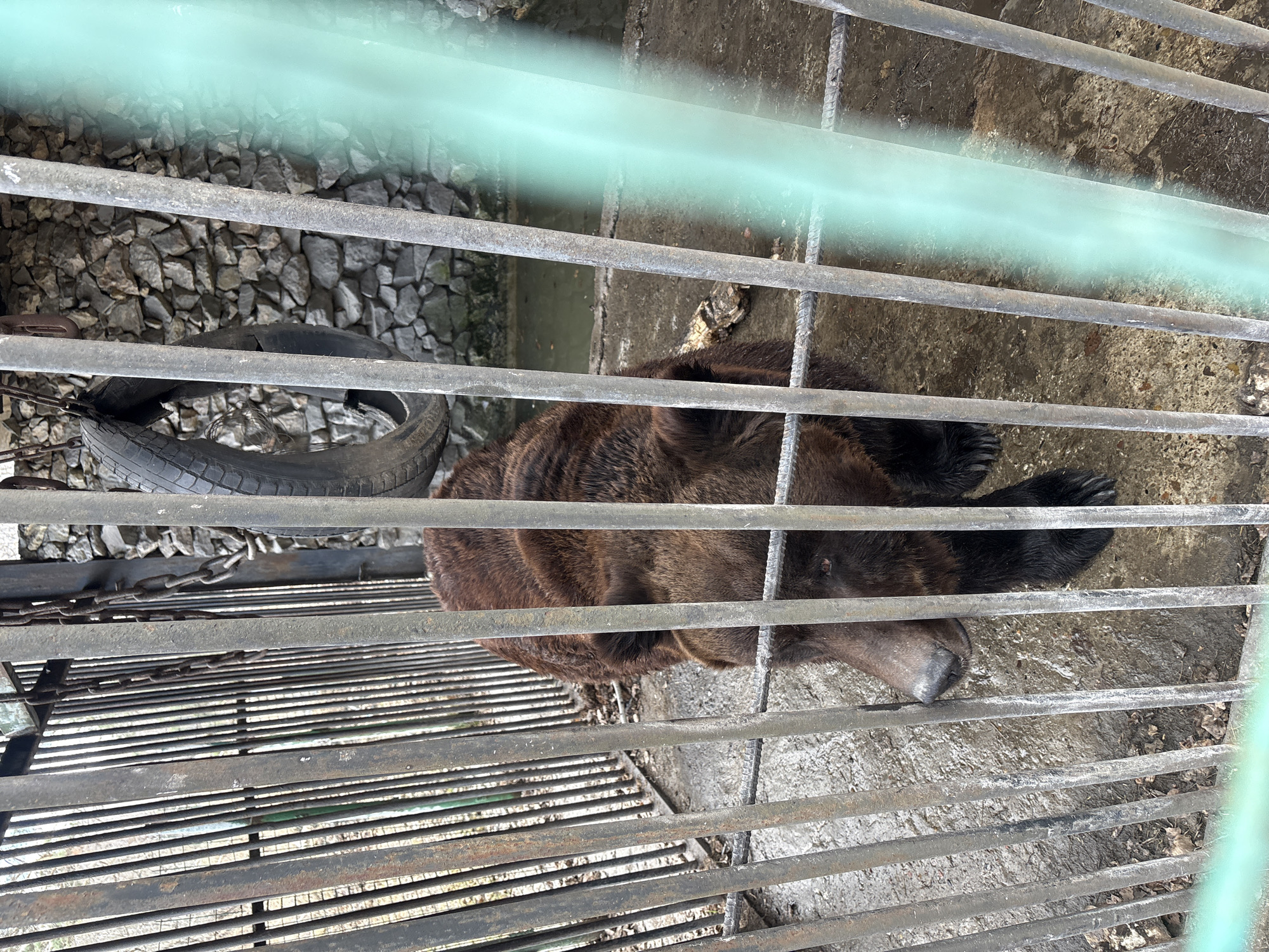 Animals observed in cages at rural facility in Таскино, Russia