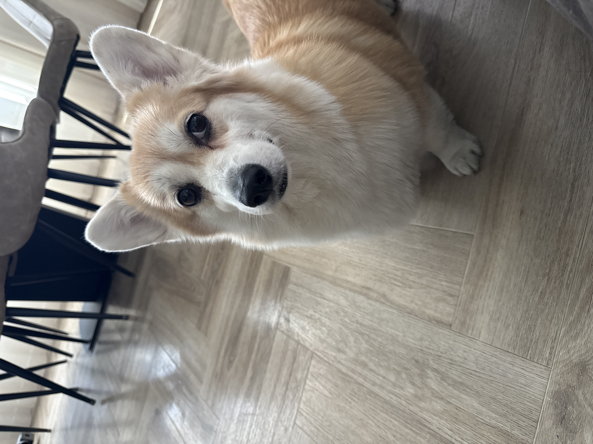 Corgi spotted around Krasnoyarsk during morning walk and indoor time