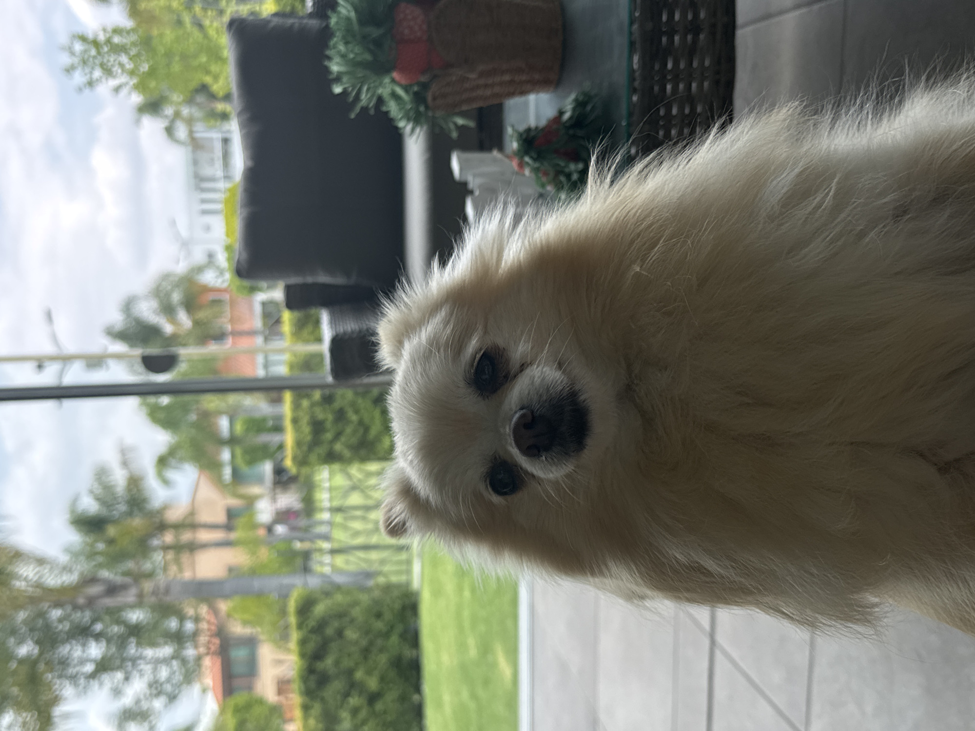 Domestic moments captured: Pomeranian dog and flower arrangement