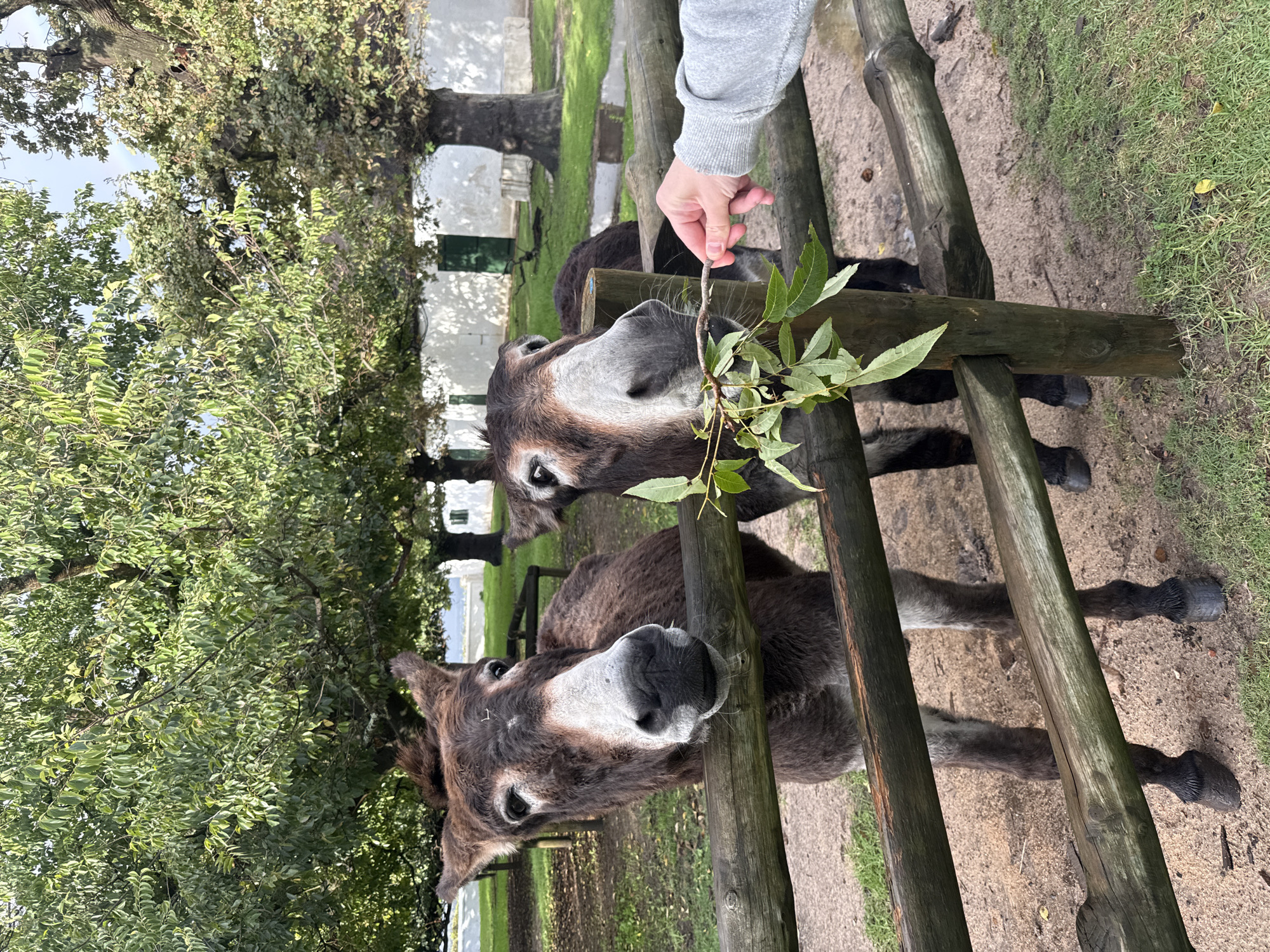 Donkeys Fed Through Fence in Drakenstein Nu, South Africa