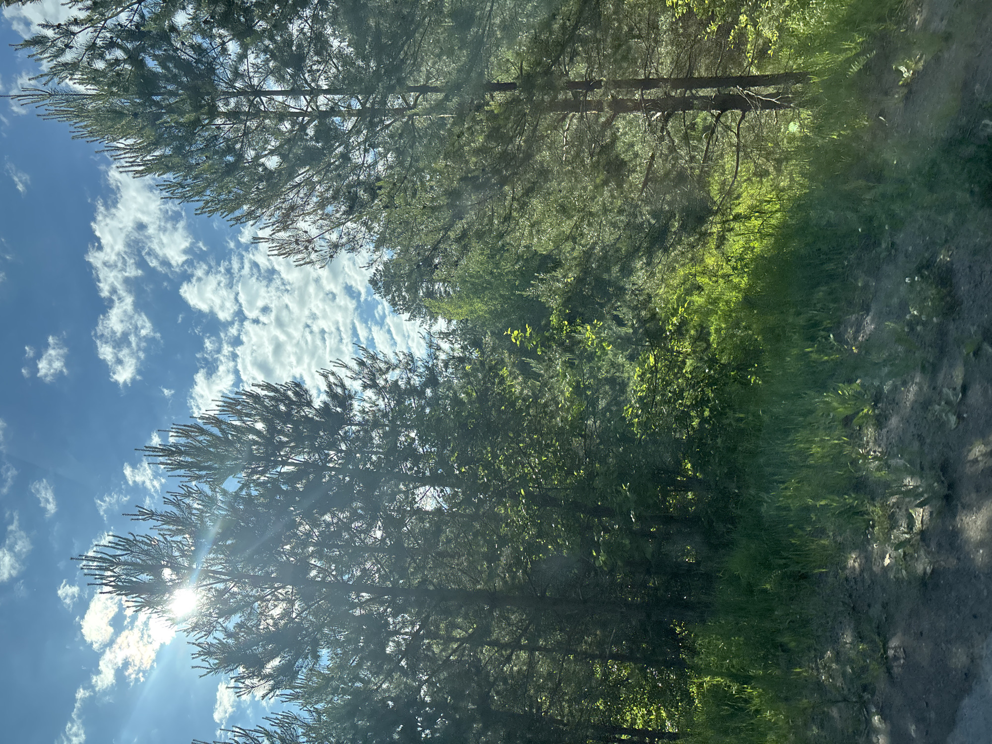 Forest canopy captured from ground perspective in Chaikovsky, Russia