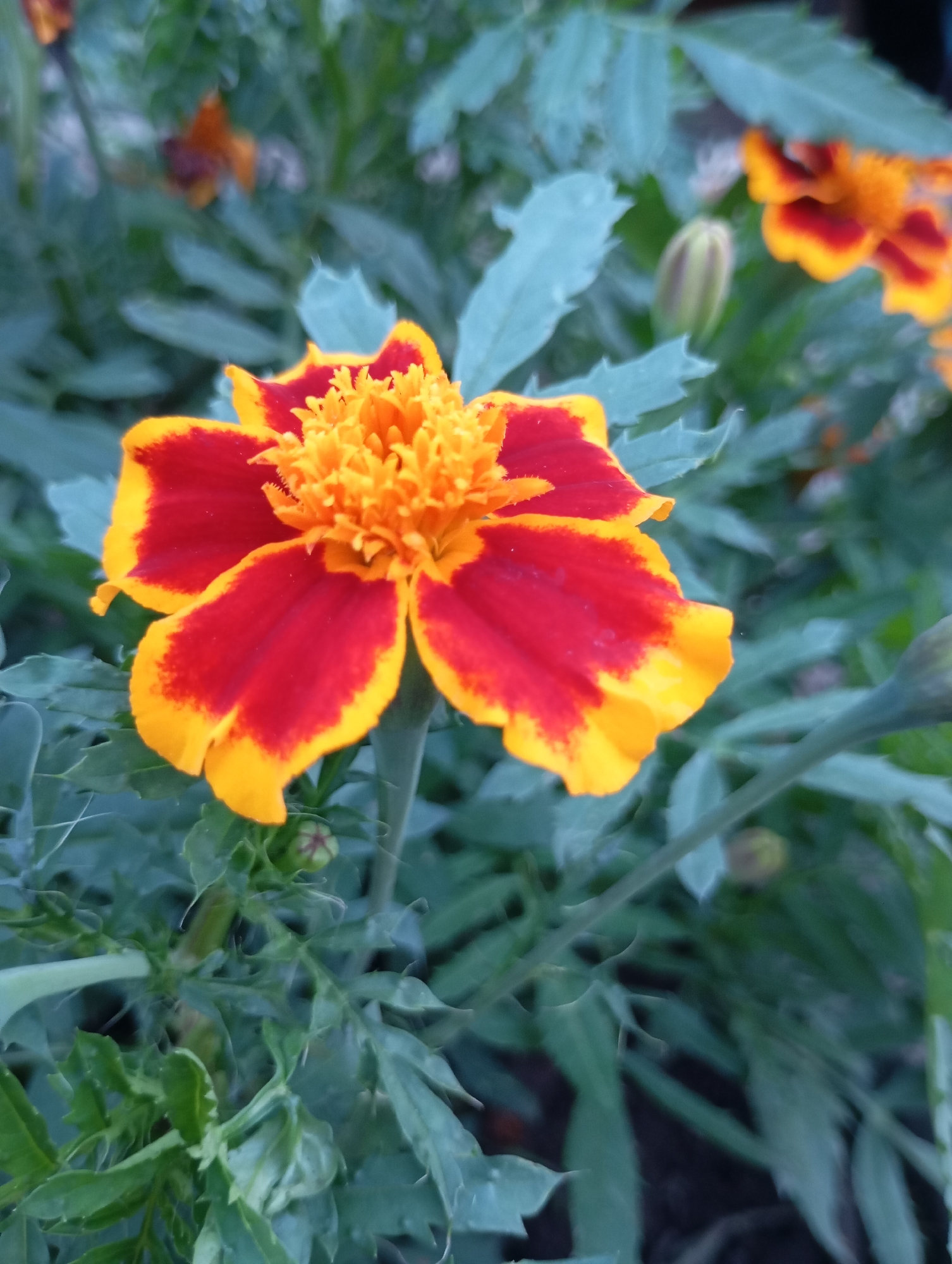 Garden flowers and a frog on a summer evening in rural Russia