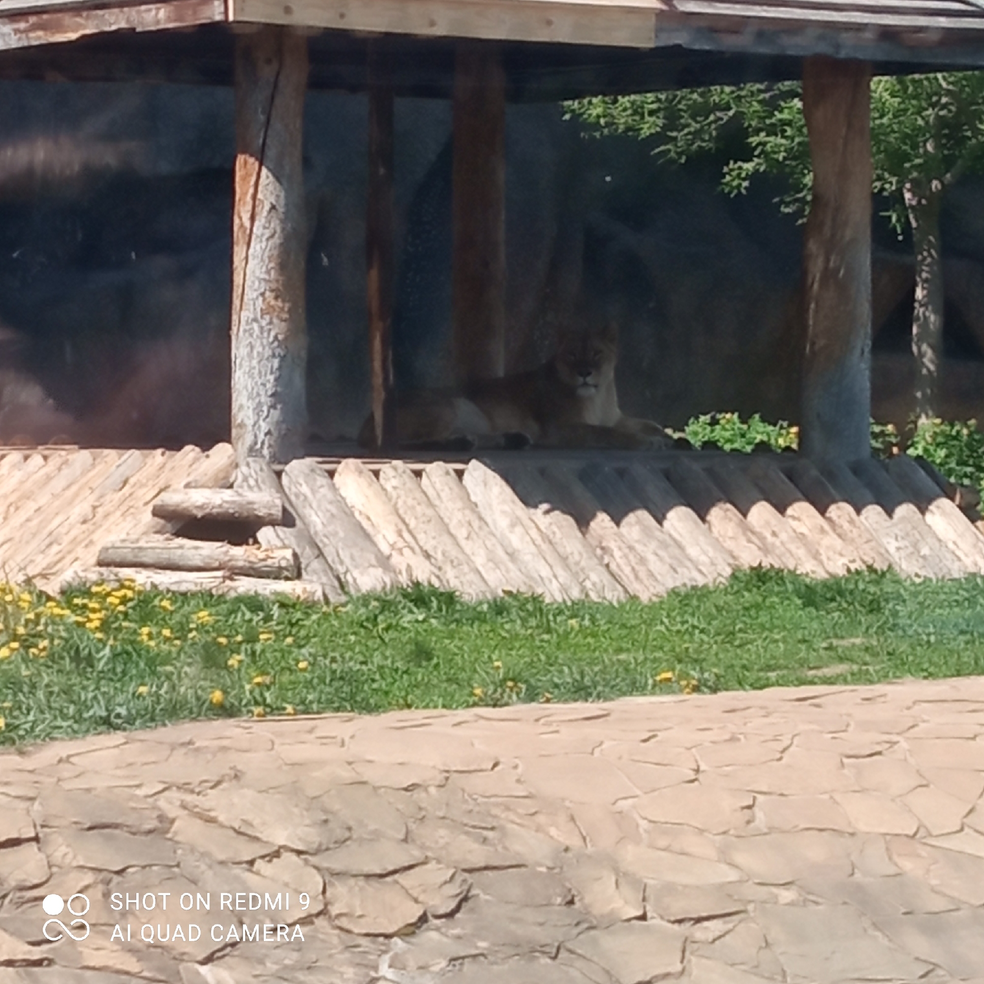 Lioness rests in wooden enclosure at Izhevsk Zoo