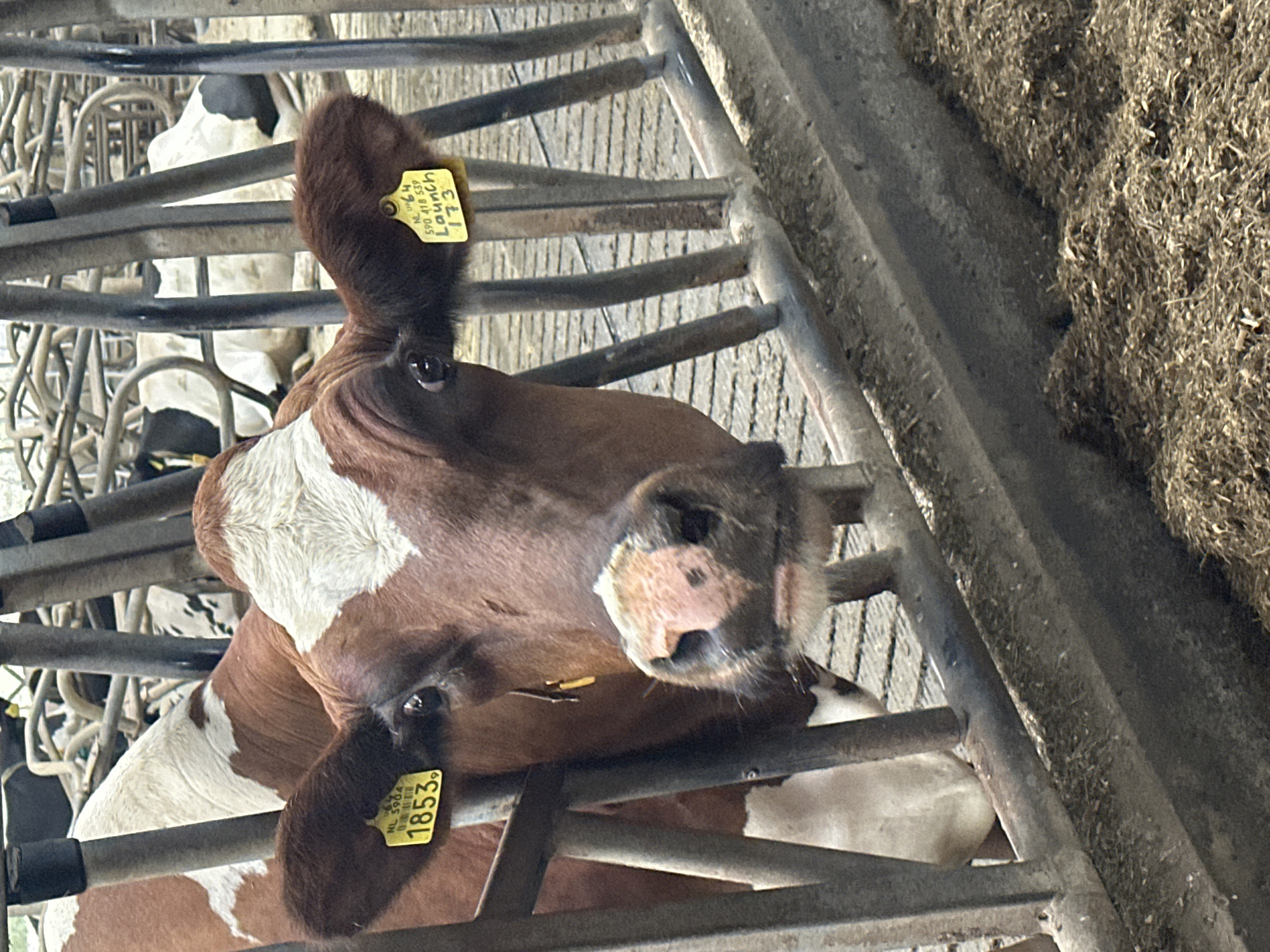 Early morning milking routine at a Dutch dairy farm