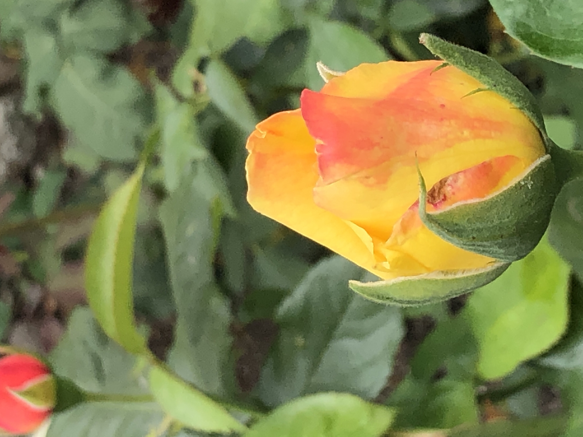 Macro photography of flowers, berries, and fresh fruit