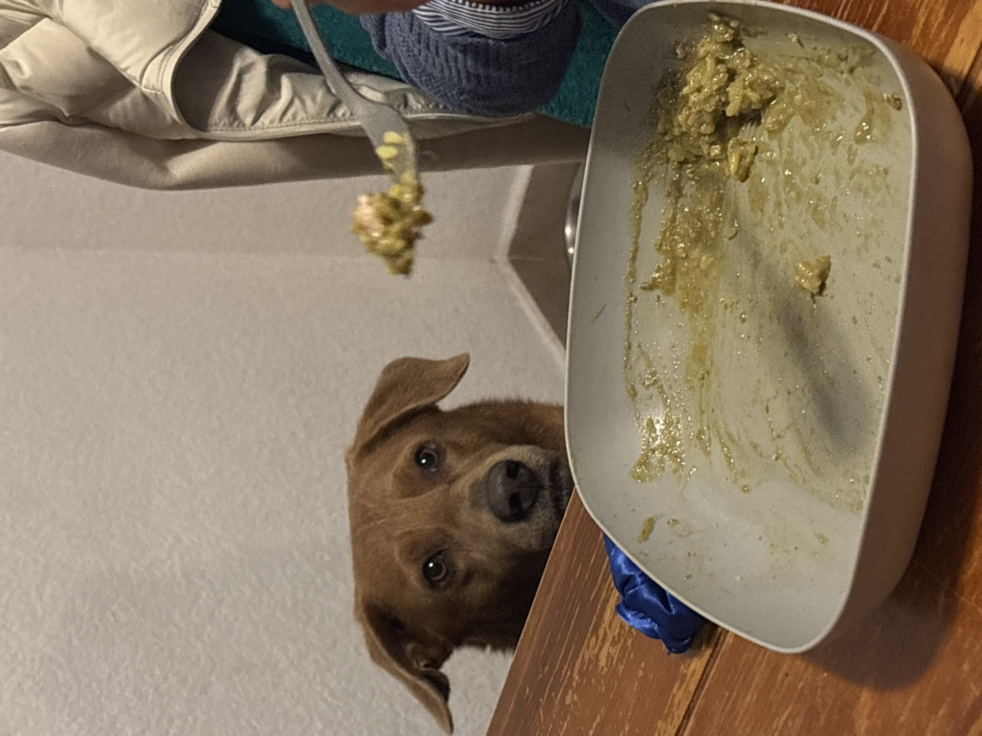 Dog works the dining table during a meal in Toluca
