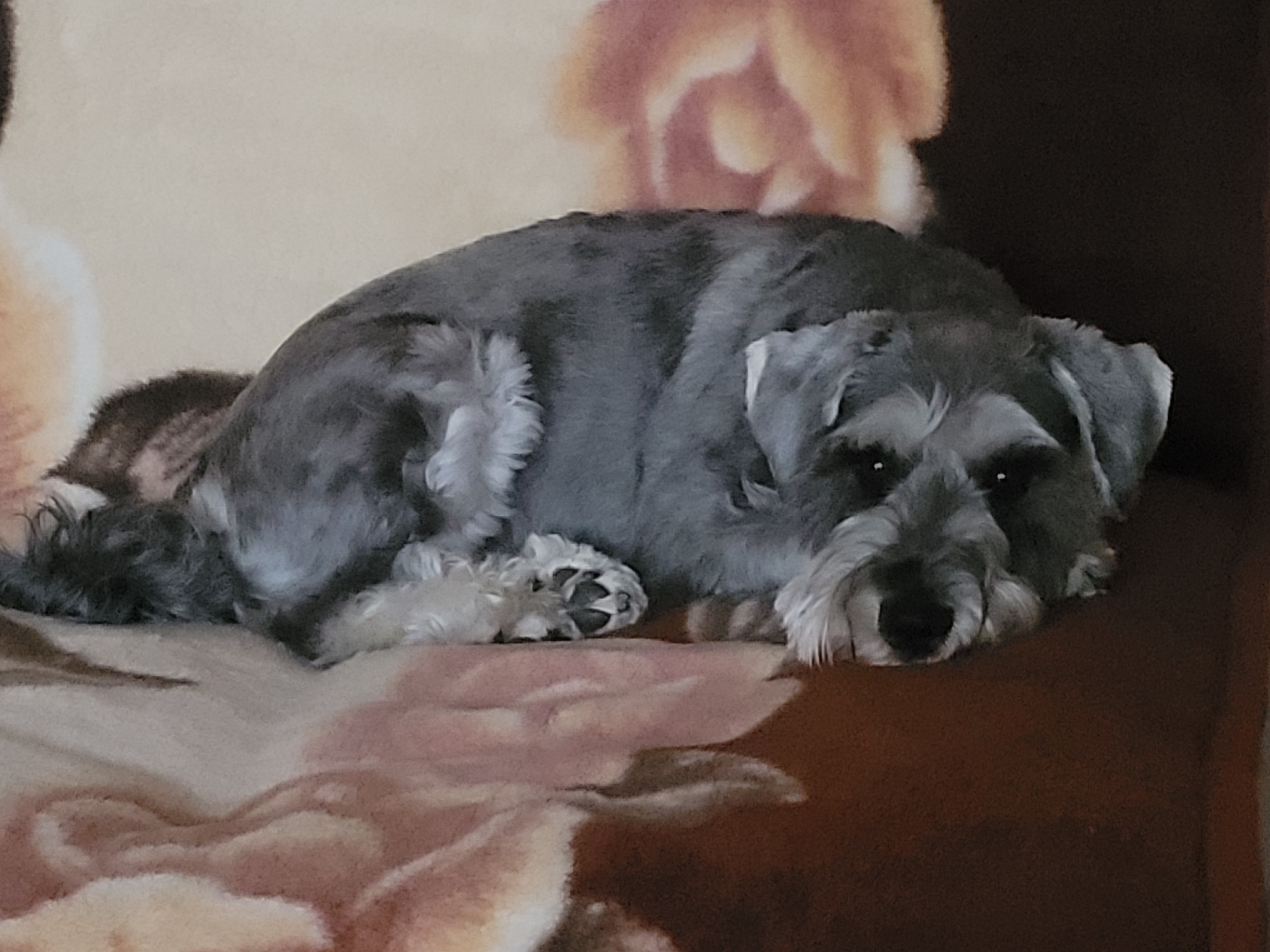 Miniature Schnauzer rests on blanket in Lithuanian home