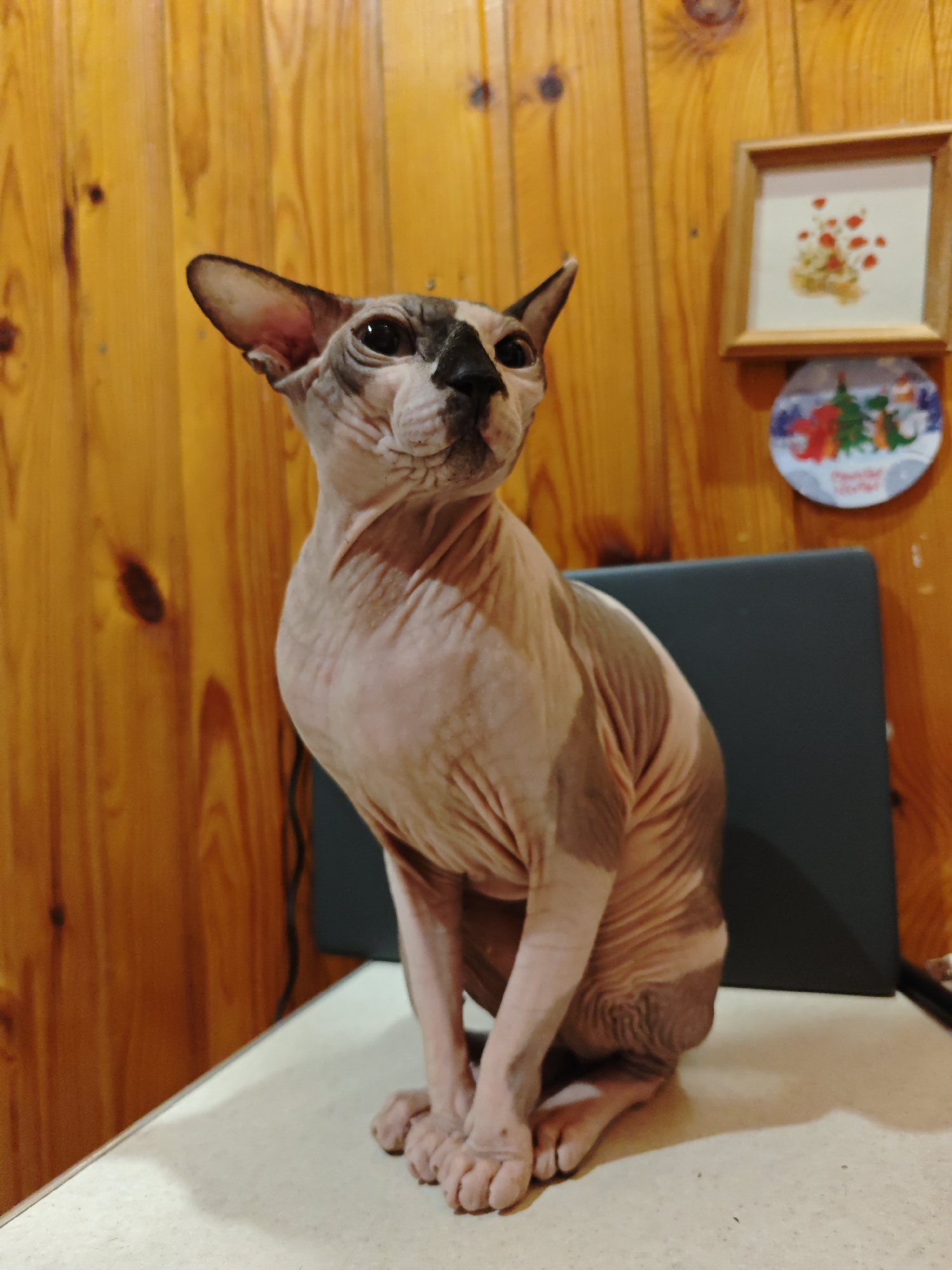 Sphynx cat sits on person's shoulder in Pyatigorsk