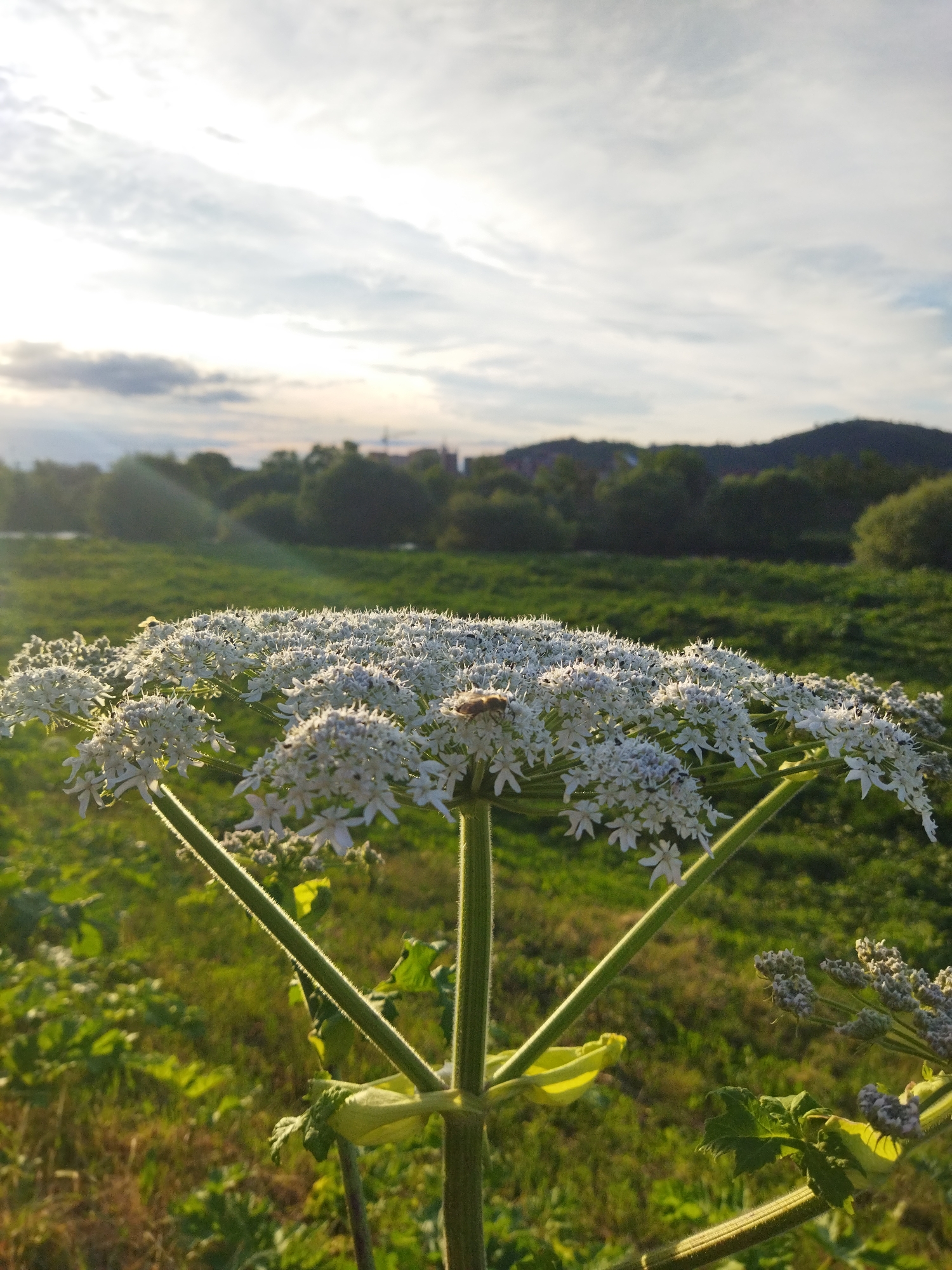 Afternoon bicycle tour documented through Mukachevo, Ukraine streets and nature