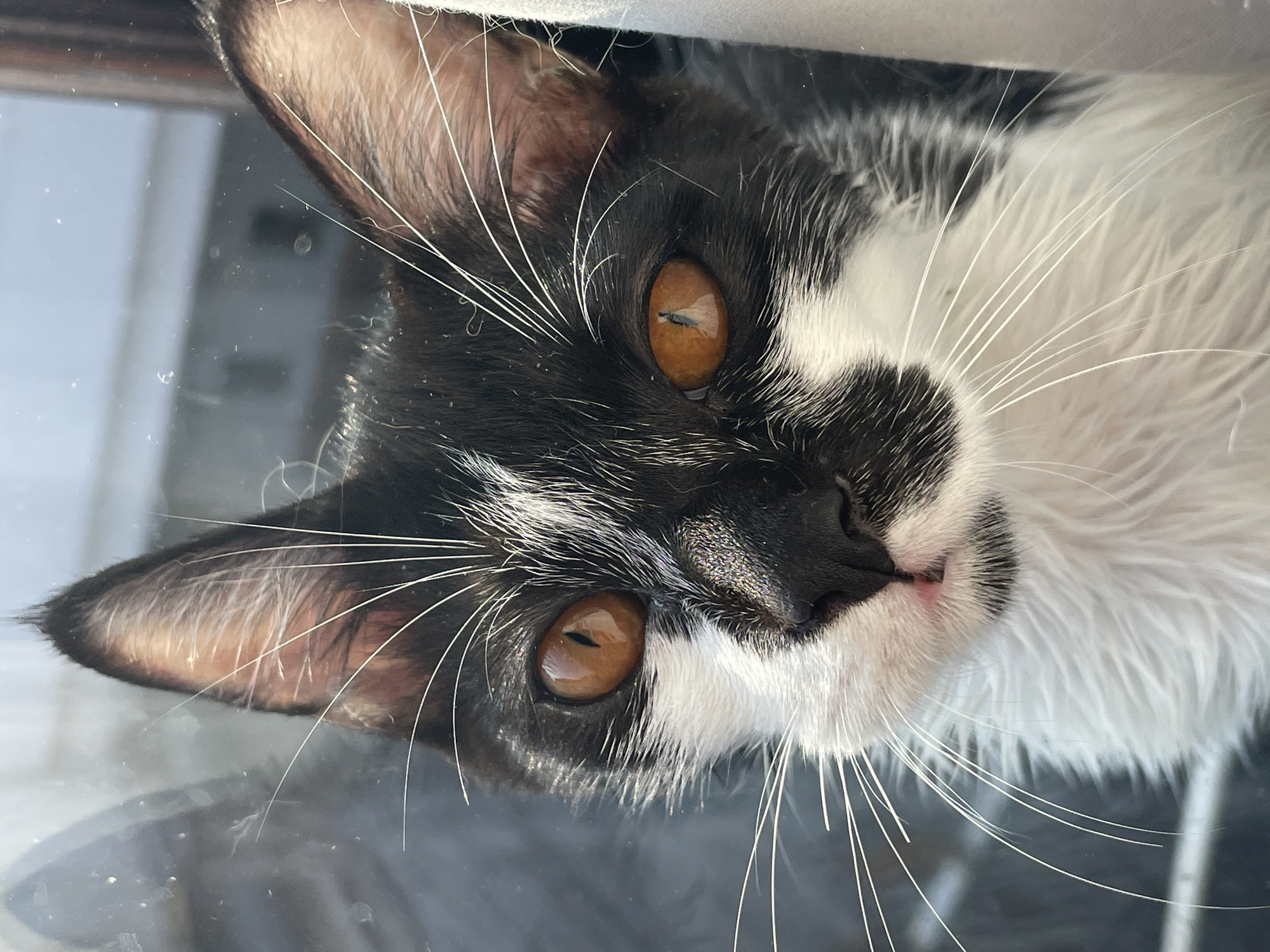 Cats and kittens documented at Denpasar home during morning hours