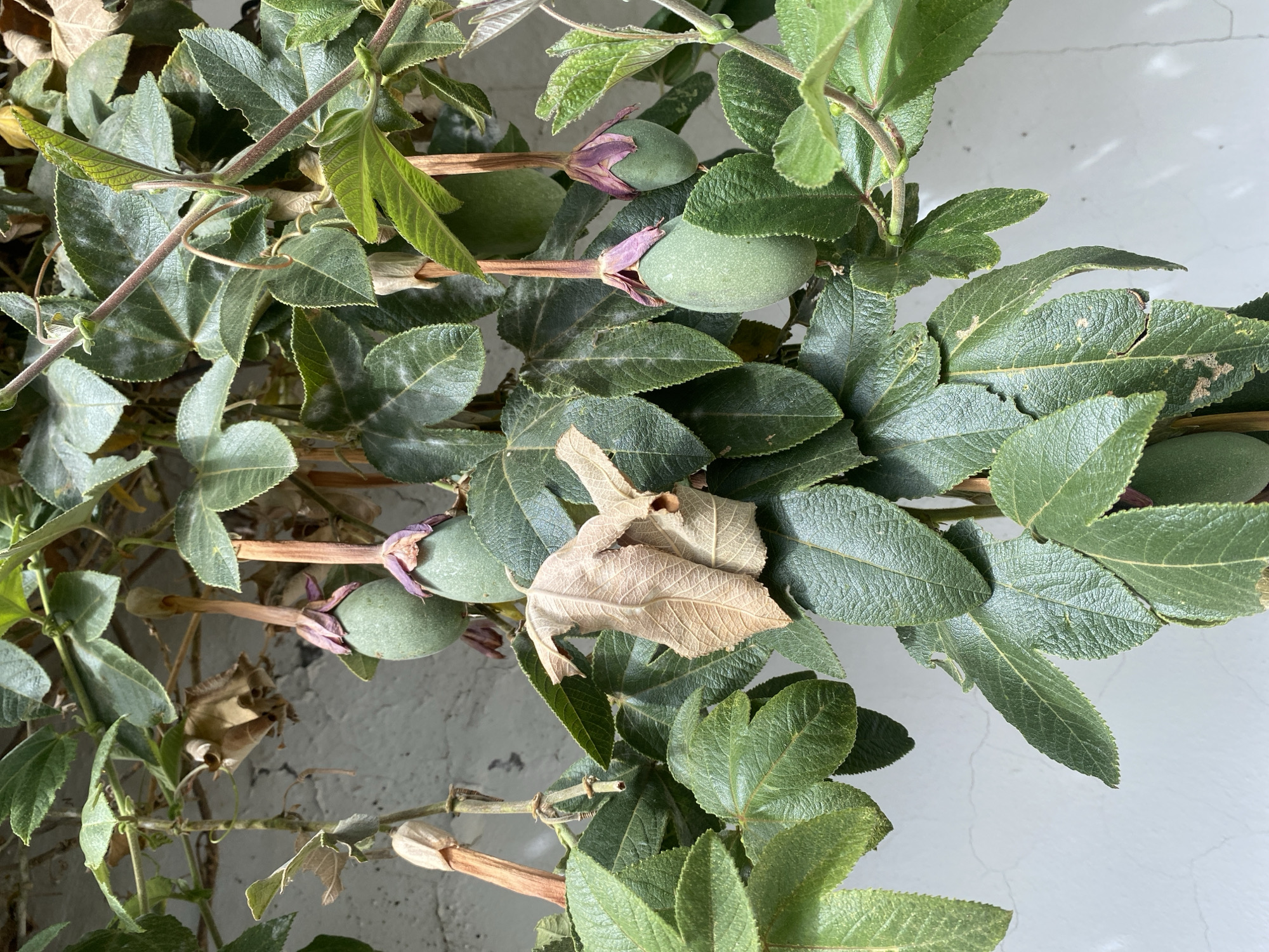 Botanical documentation session captures flowering plants in La Paz