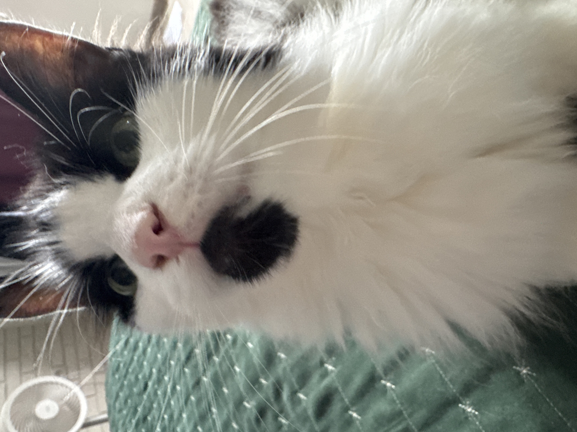 Black and white cat chilling in Kaliningrad