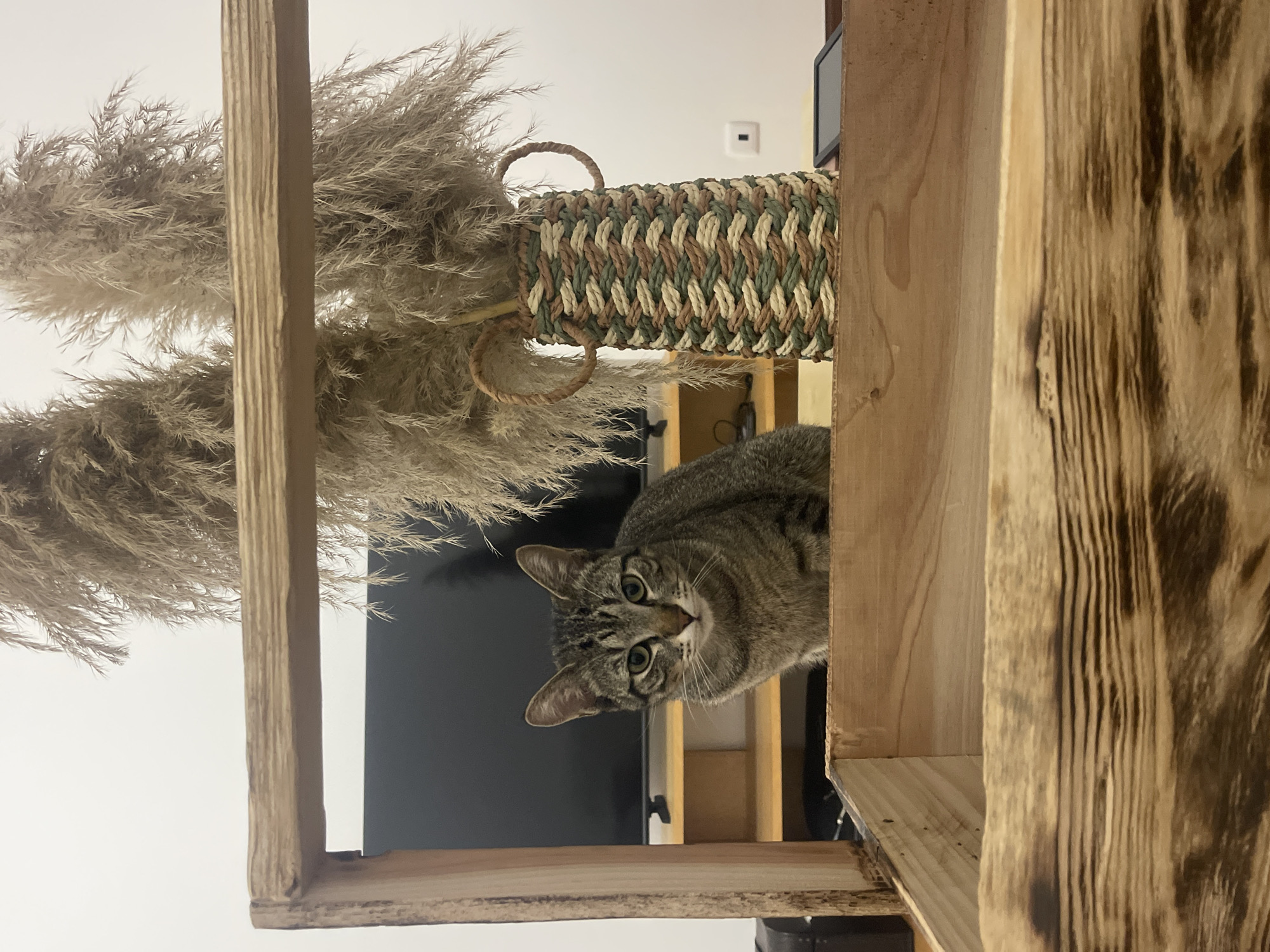 Tabby cat spotted on decorative wooden cat tree in Portugal