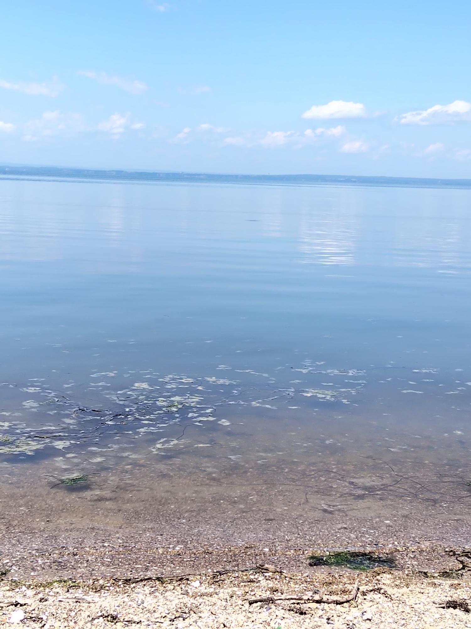 Early morning beach outing with leashed cat in Vladivostok