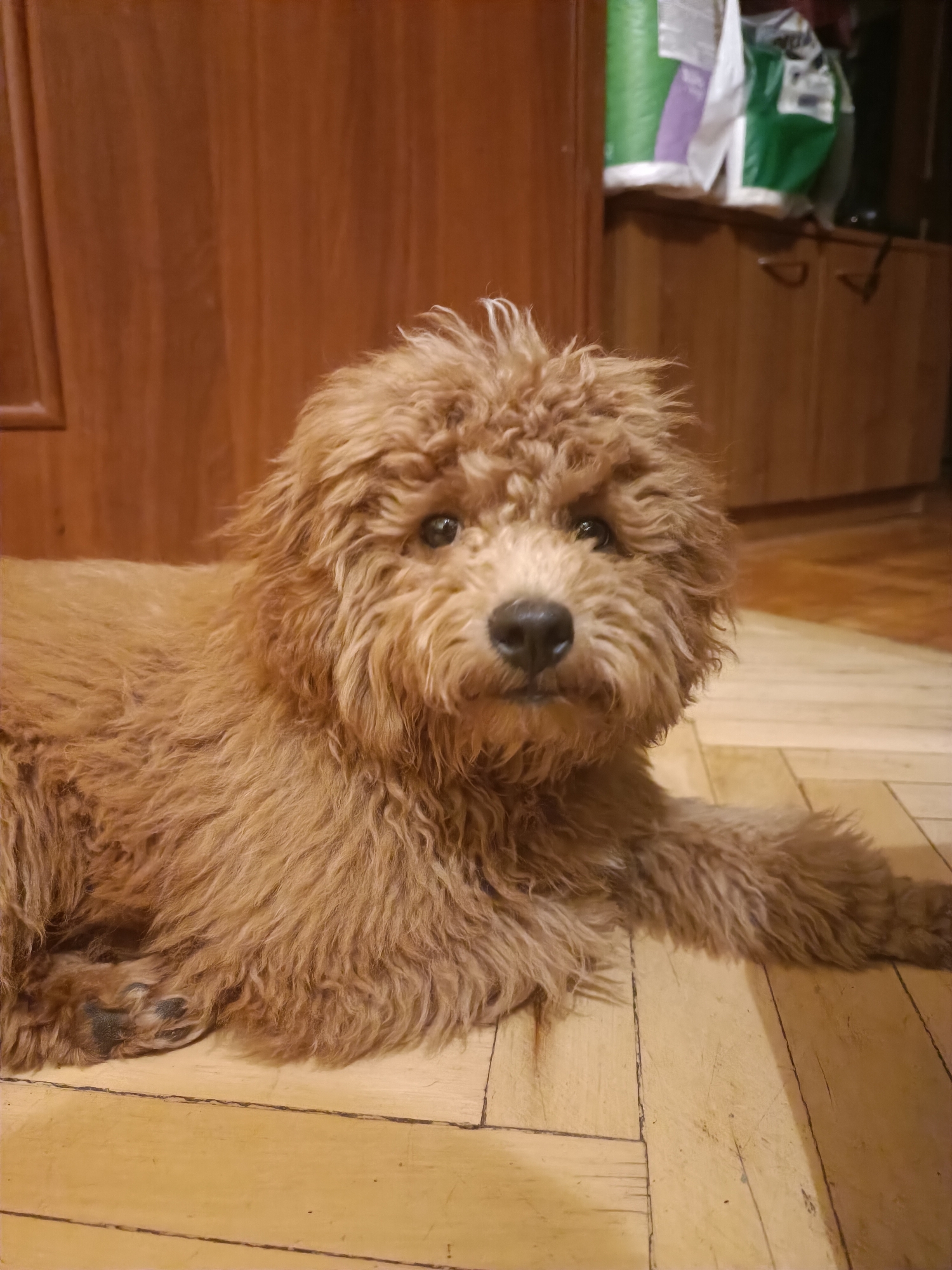 Fluffy brown dog fully relaxed across beds and soft surfaces