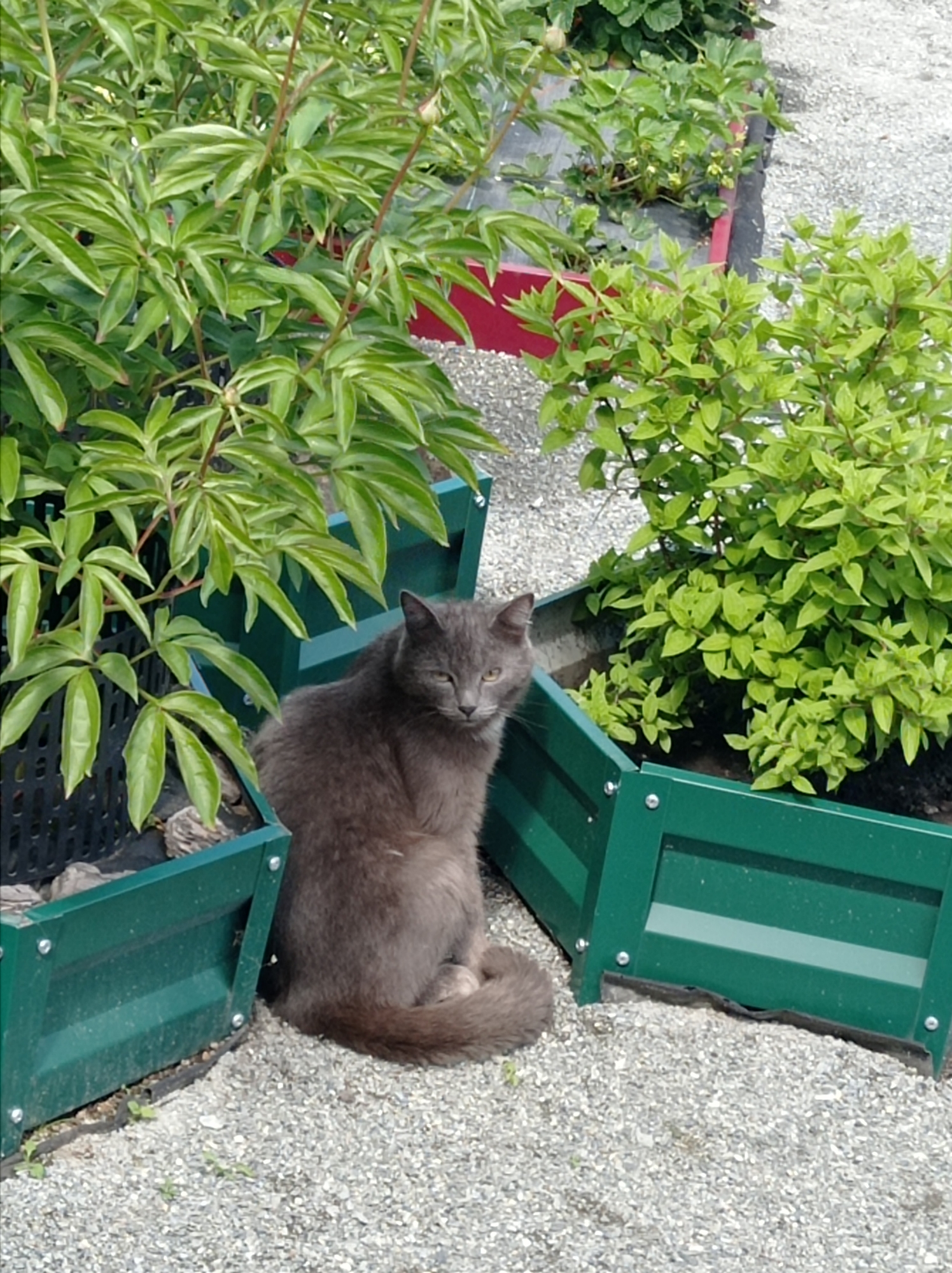 Grey cat photographed on garden path in Degtyarsk, Russia