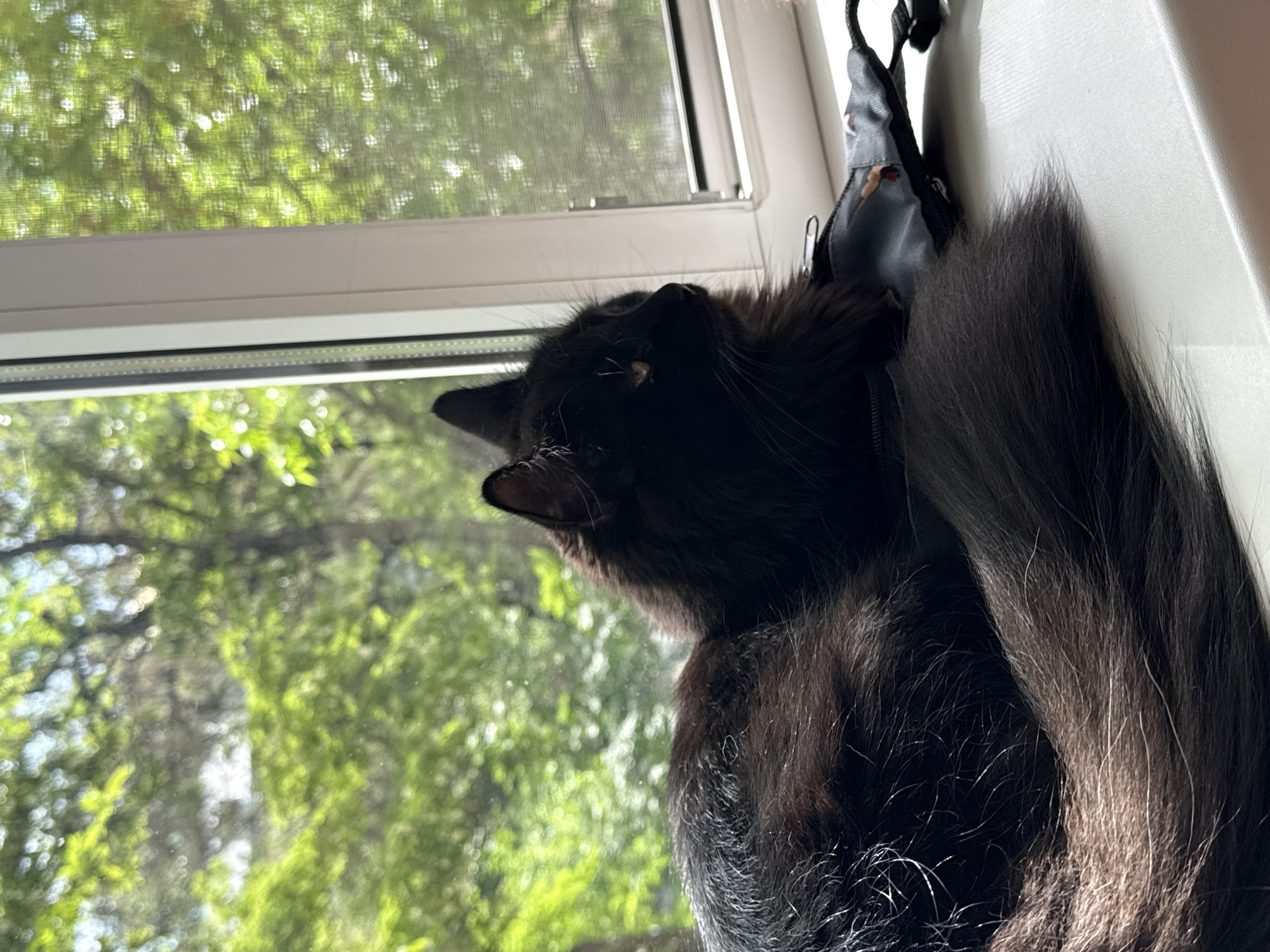 Two cats rest on windowsill in Rostov-on-Don