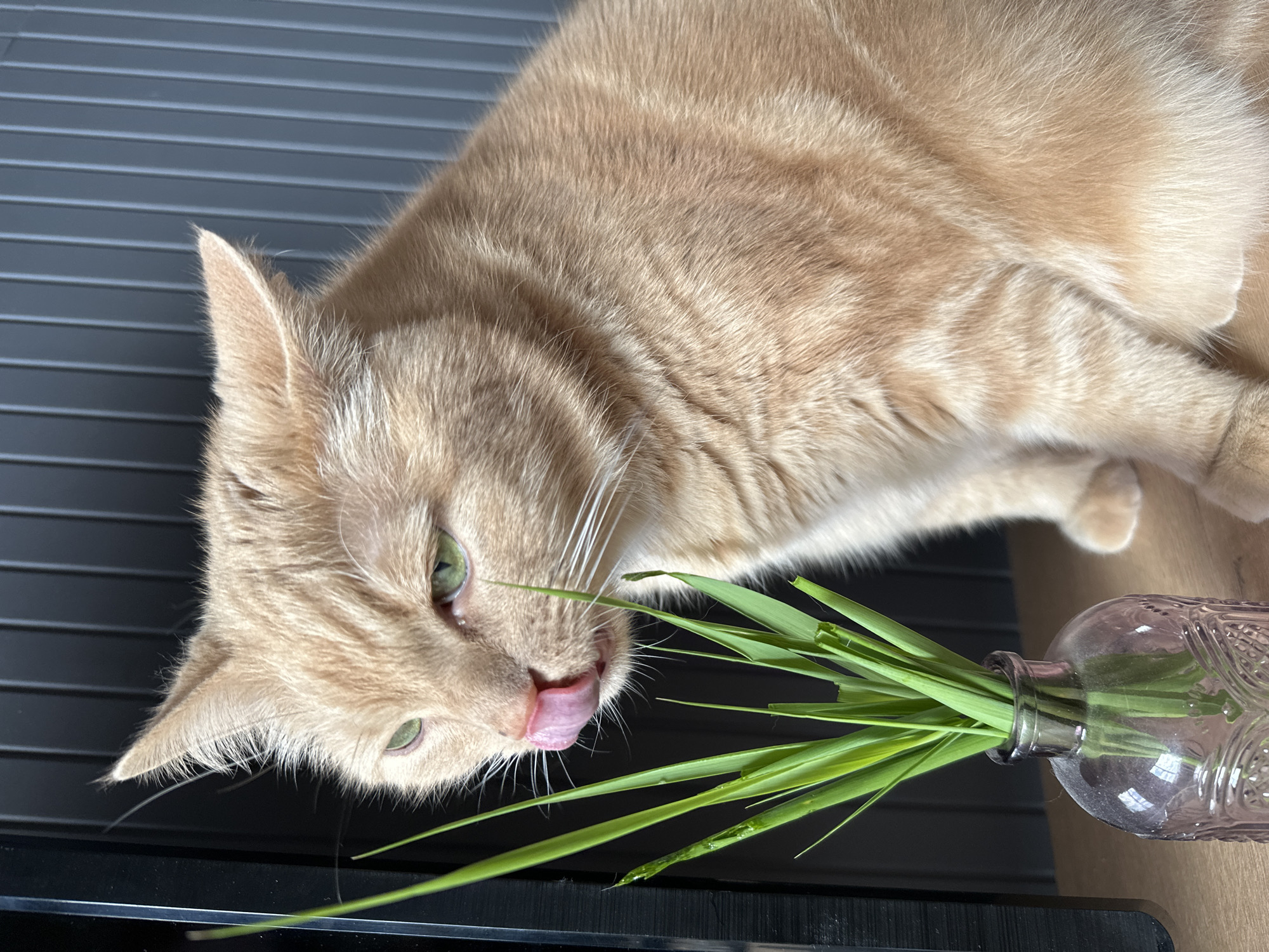 Tabby cat investigates grass-filled vases, one lick at a time