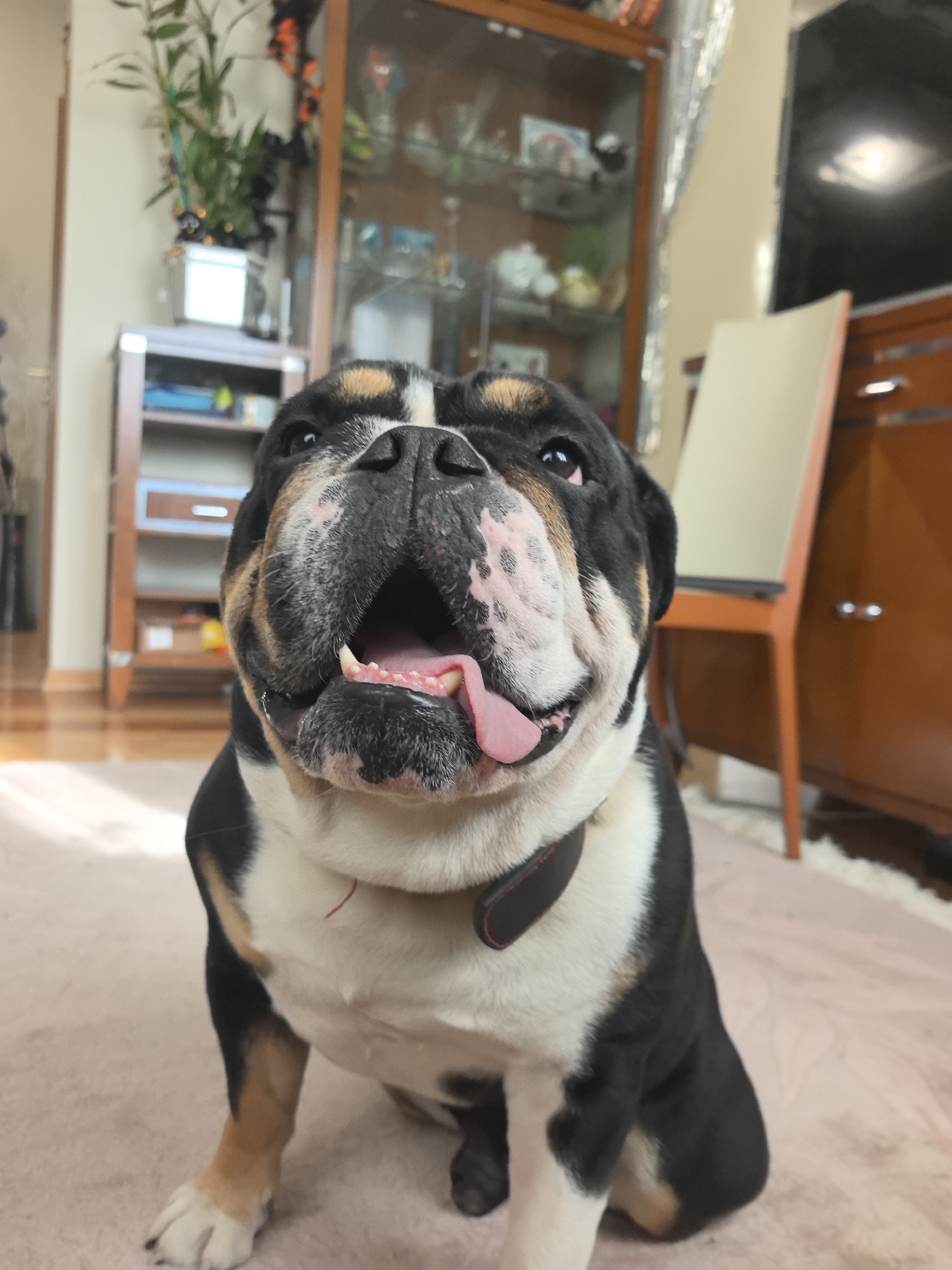 English Bulldog lounges at home in Nizhny Novgorod