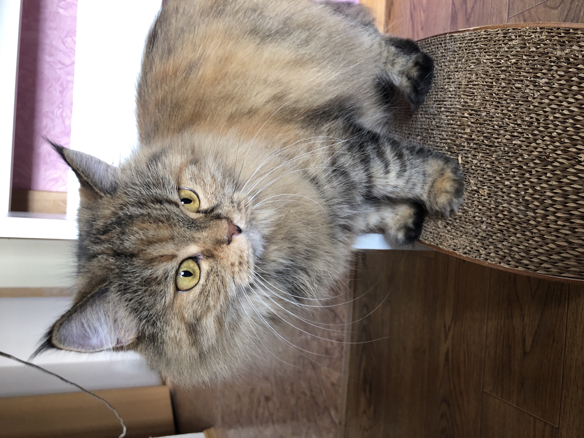 Two cats at home: one on a scratcher, one napping in sunlight