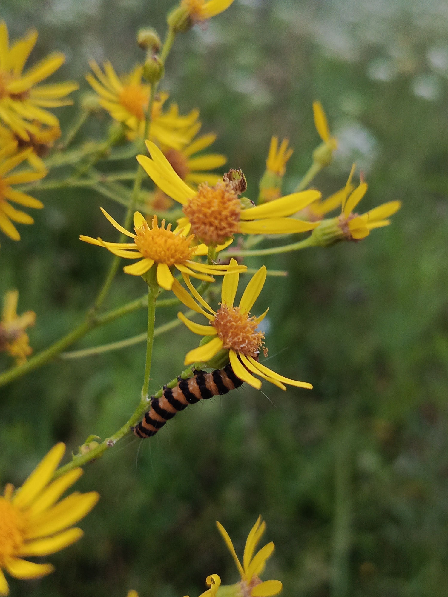 Wildflowers, insects, and stormy skies on a Russian country walk