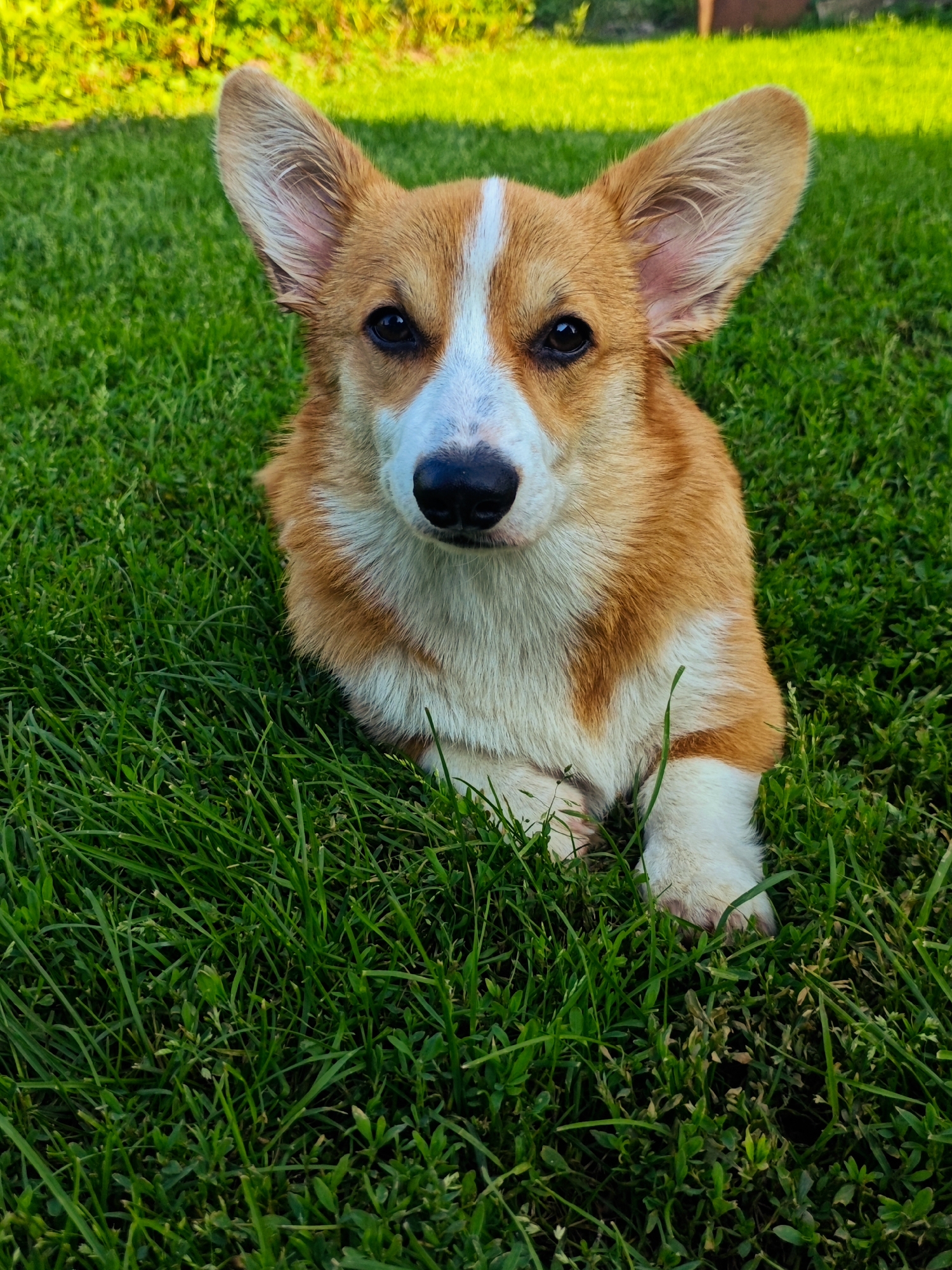 Corgi on a green lawn, multiple angles and poses