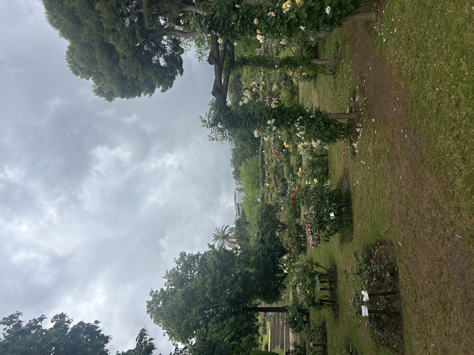 Rose garden documented in Barcelona during morning hours